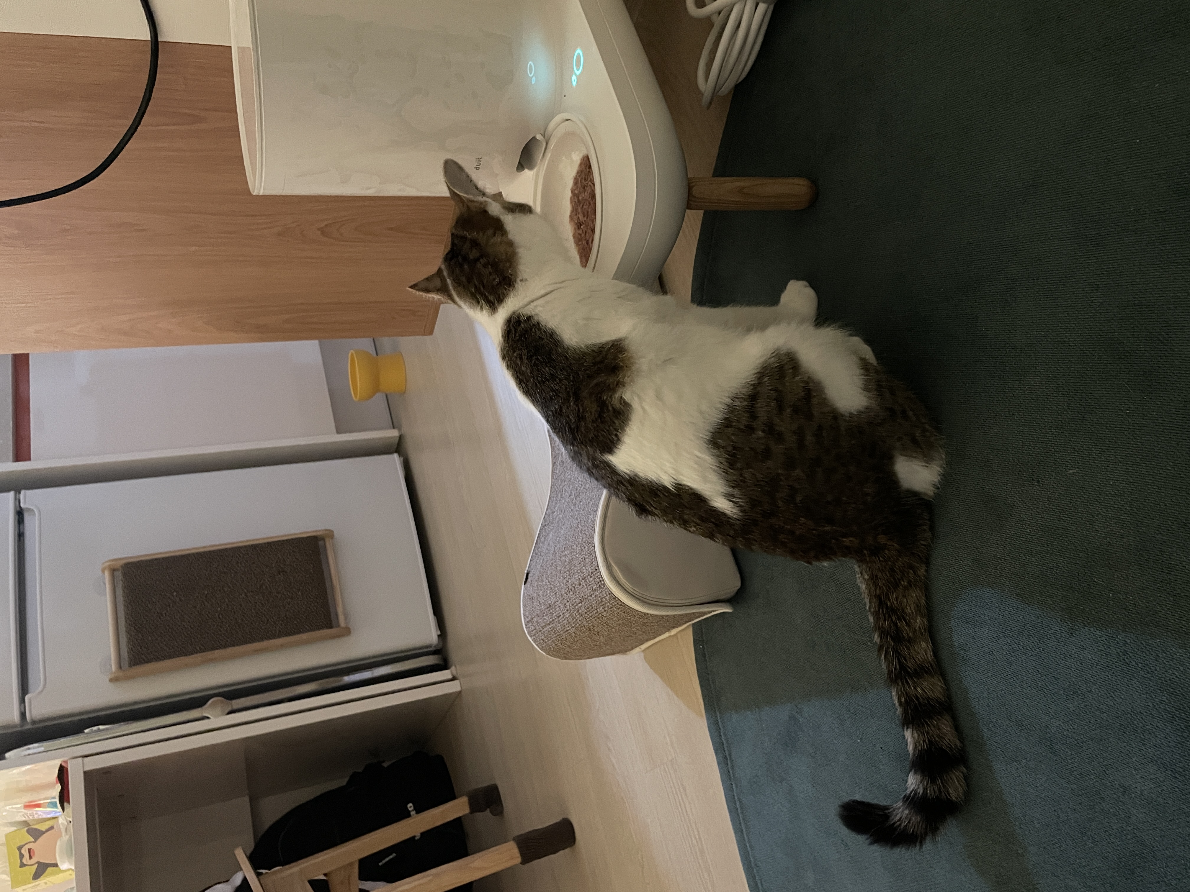 (이튼이) 로지와 1개월