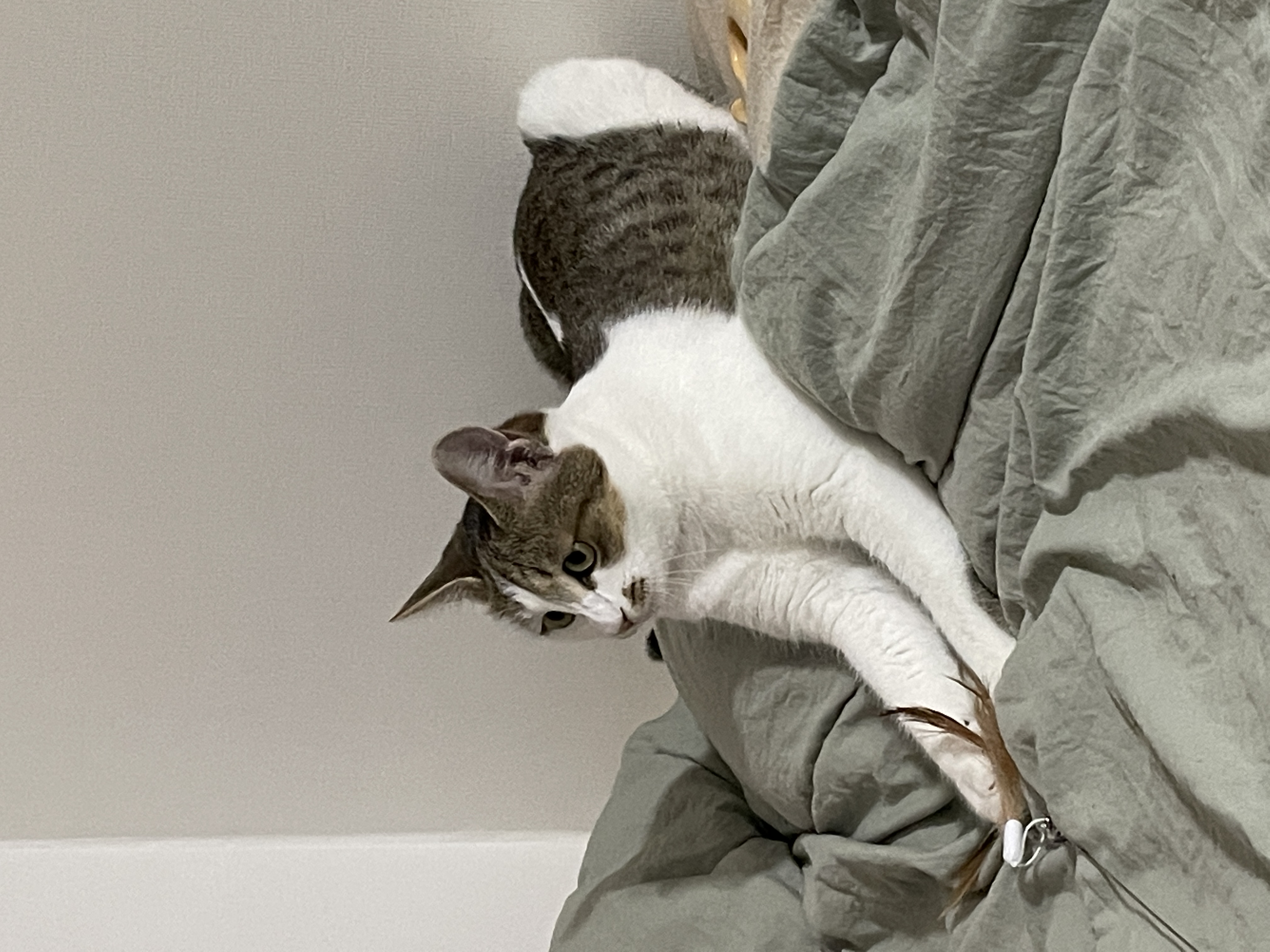 (이튼이) 로지와 1개월