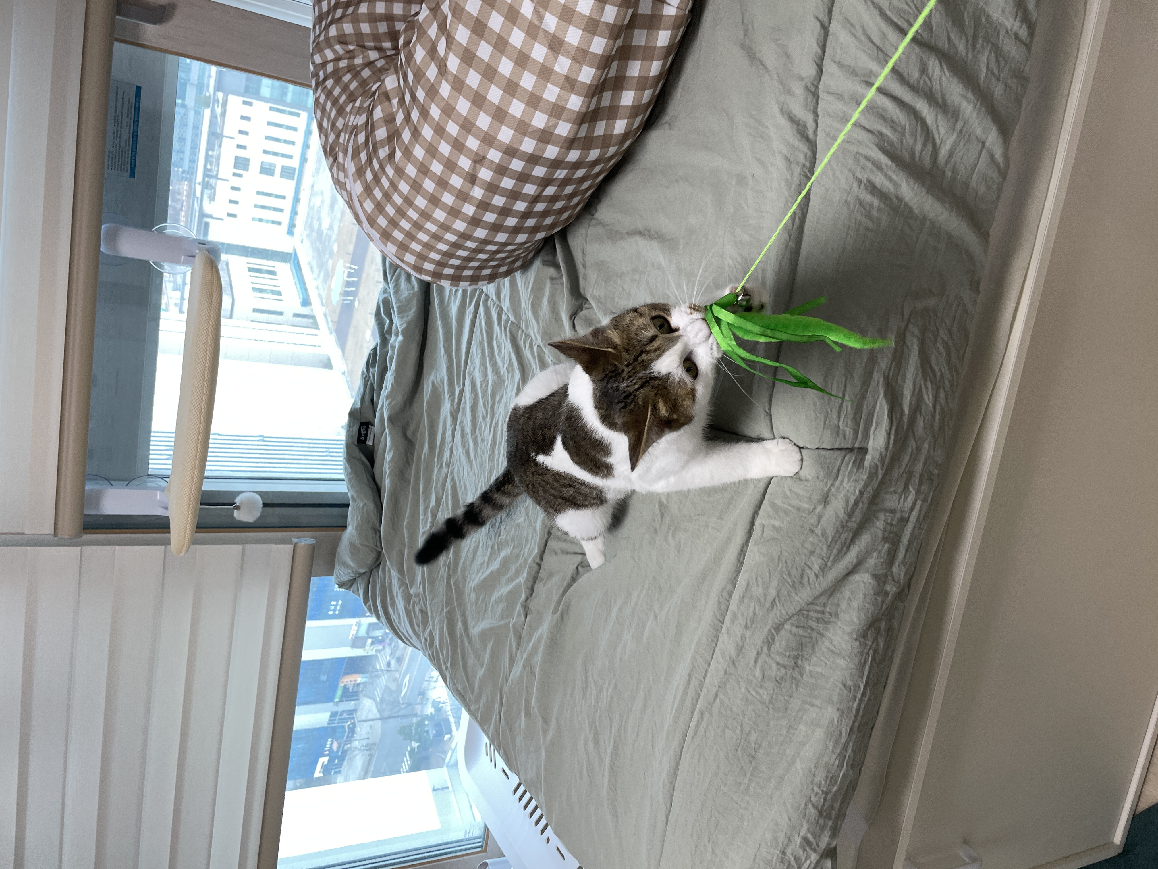 (이튼이) 로지와 1개월