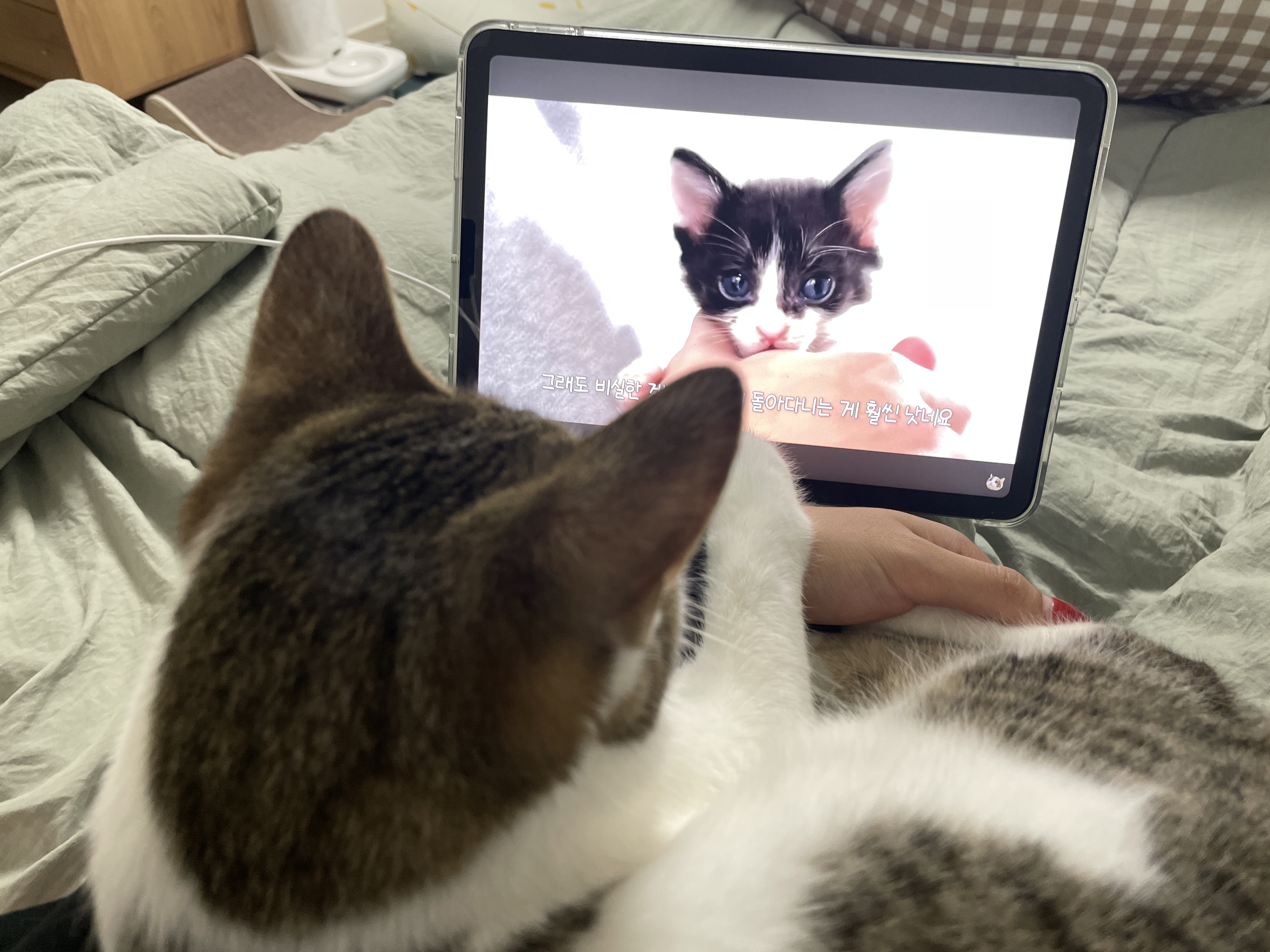 (이튼이) 로지와 1개월