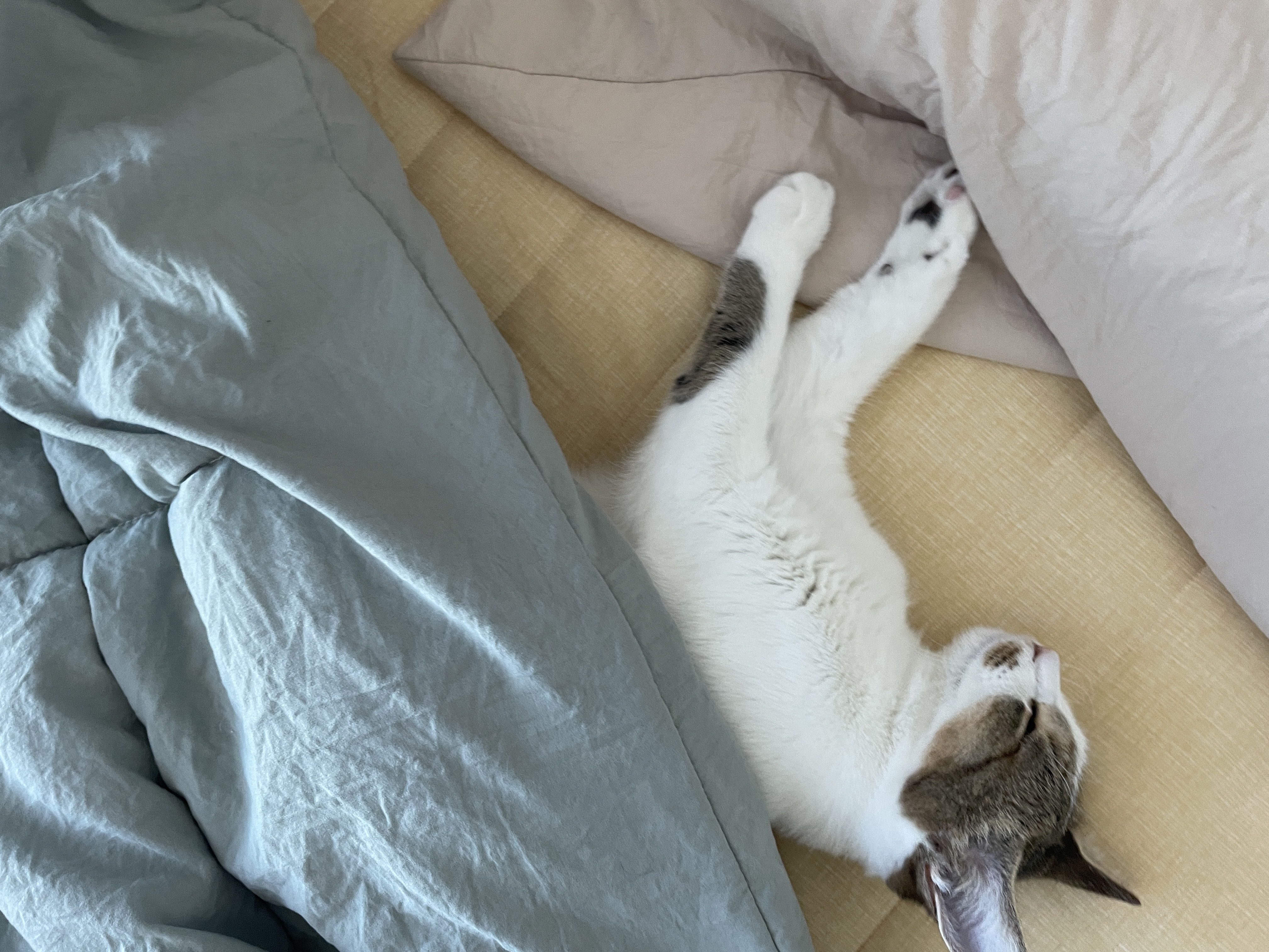 (이튼이) 로지와 1개월