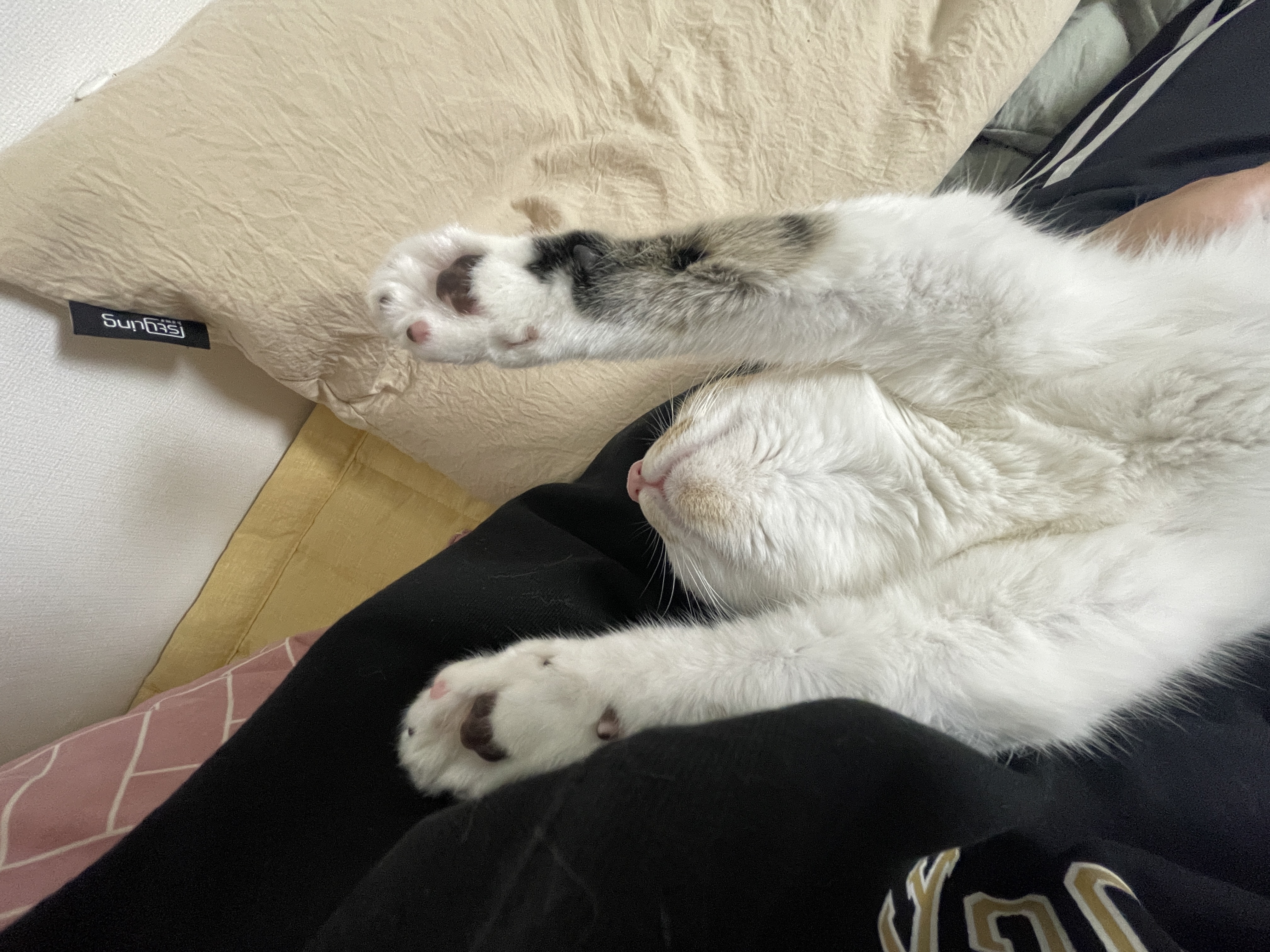 (이튼이) 로지와 1개월