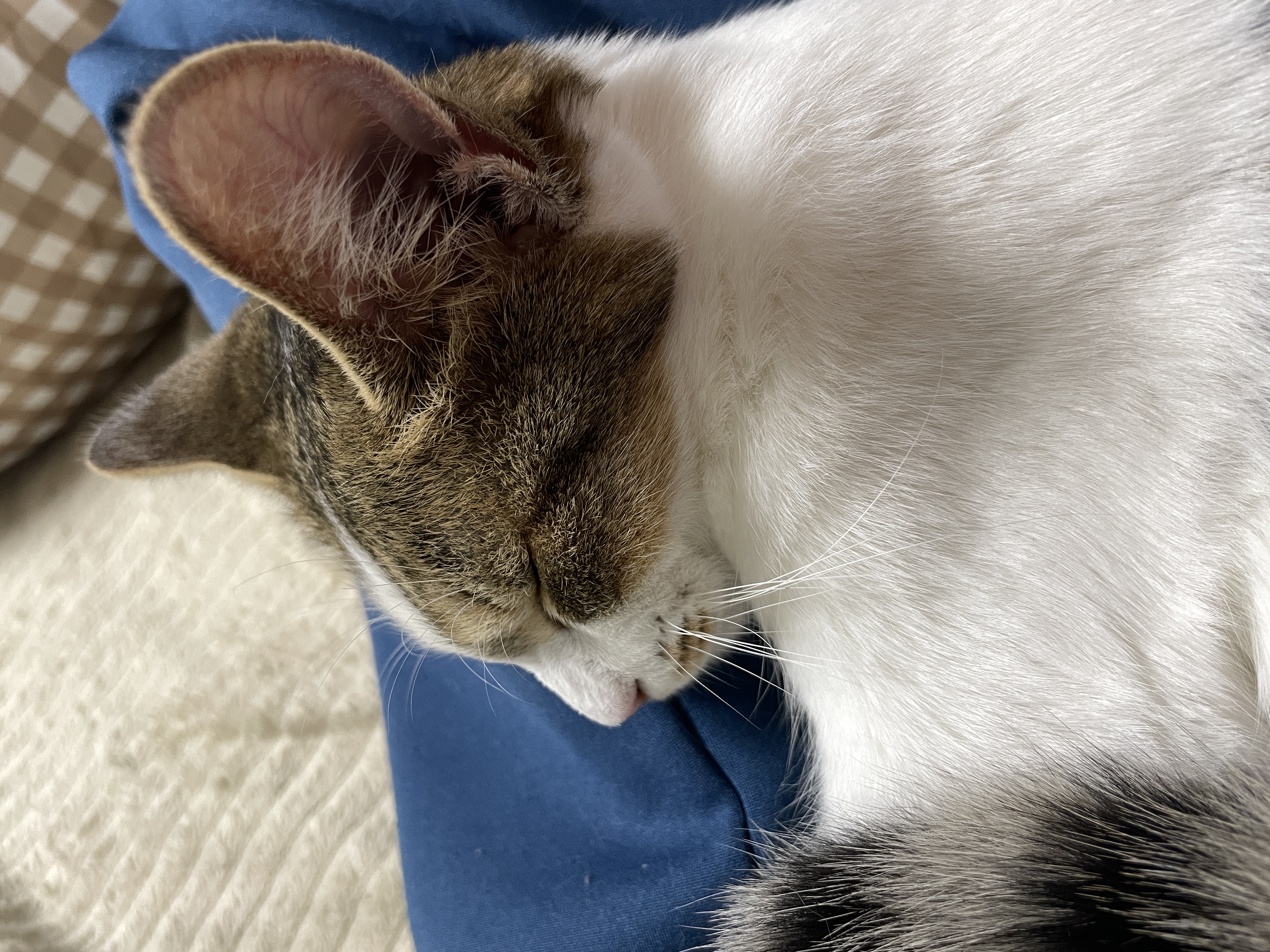 (이튼이) 로지와 1개월