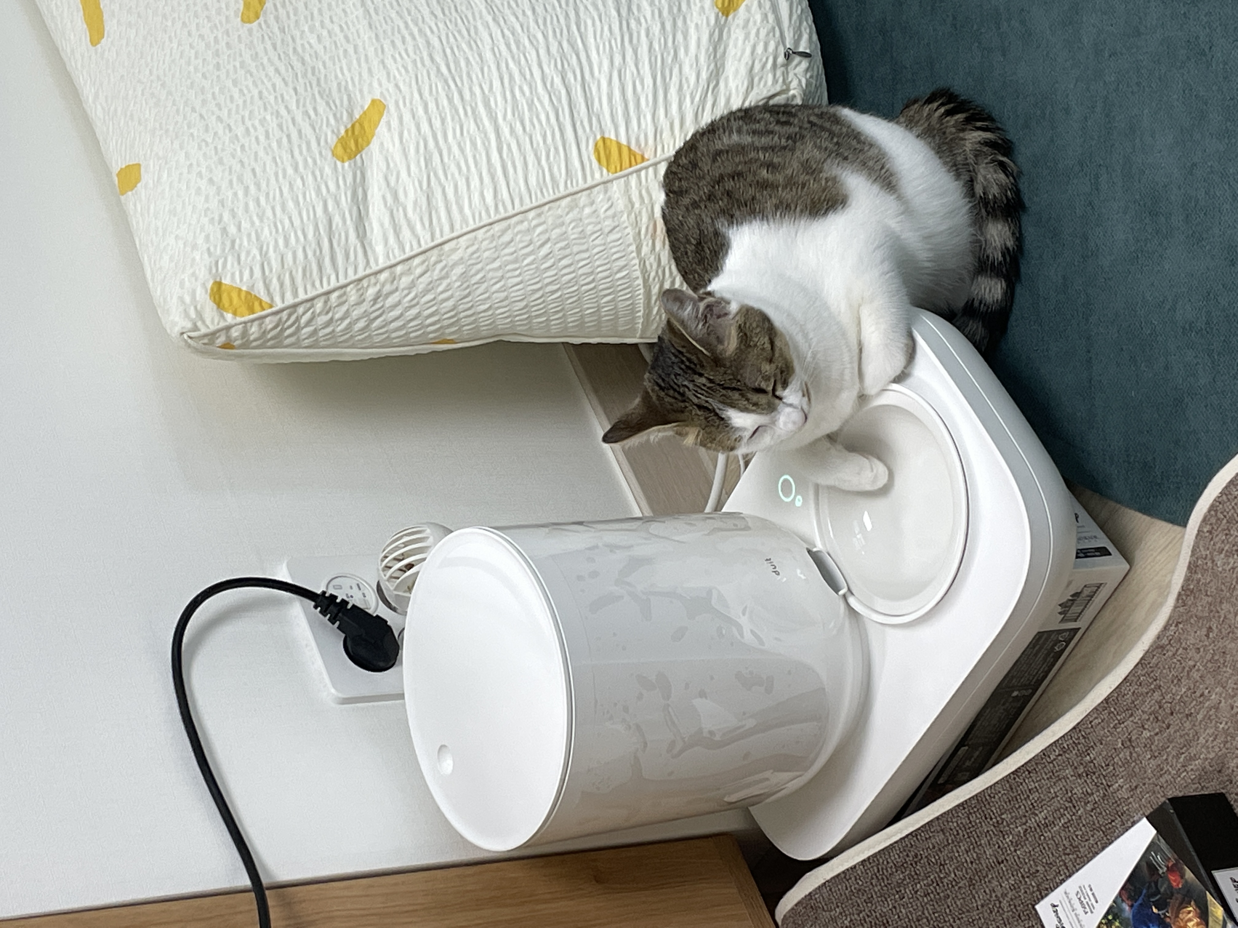 (이튼이) 로지와 1개월