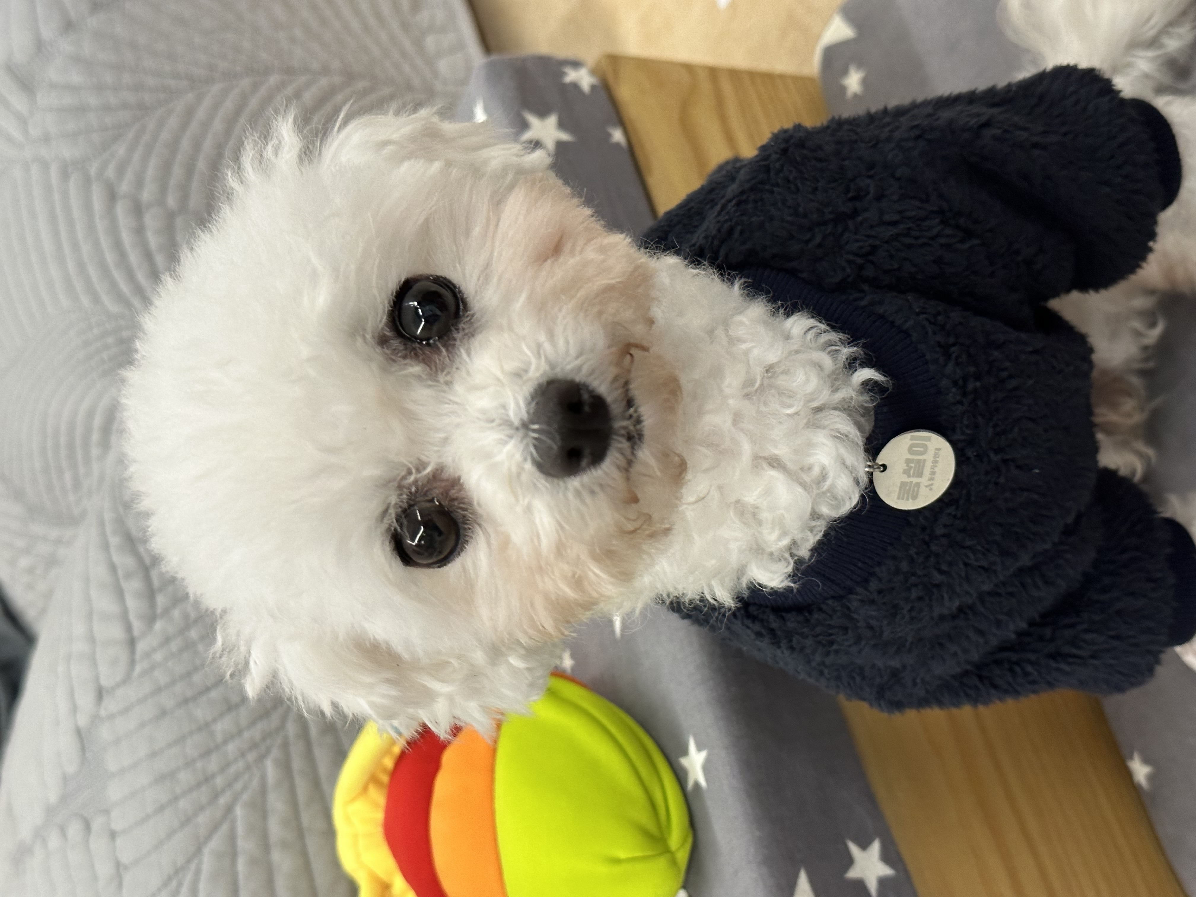 콩설이(조이) 입양 1주일됐어요~