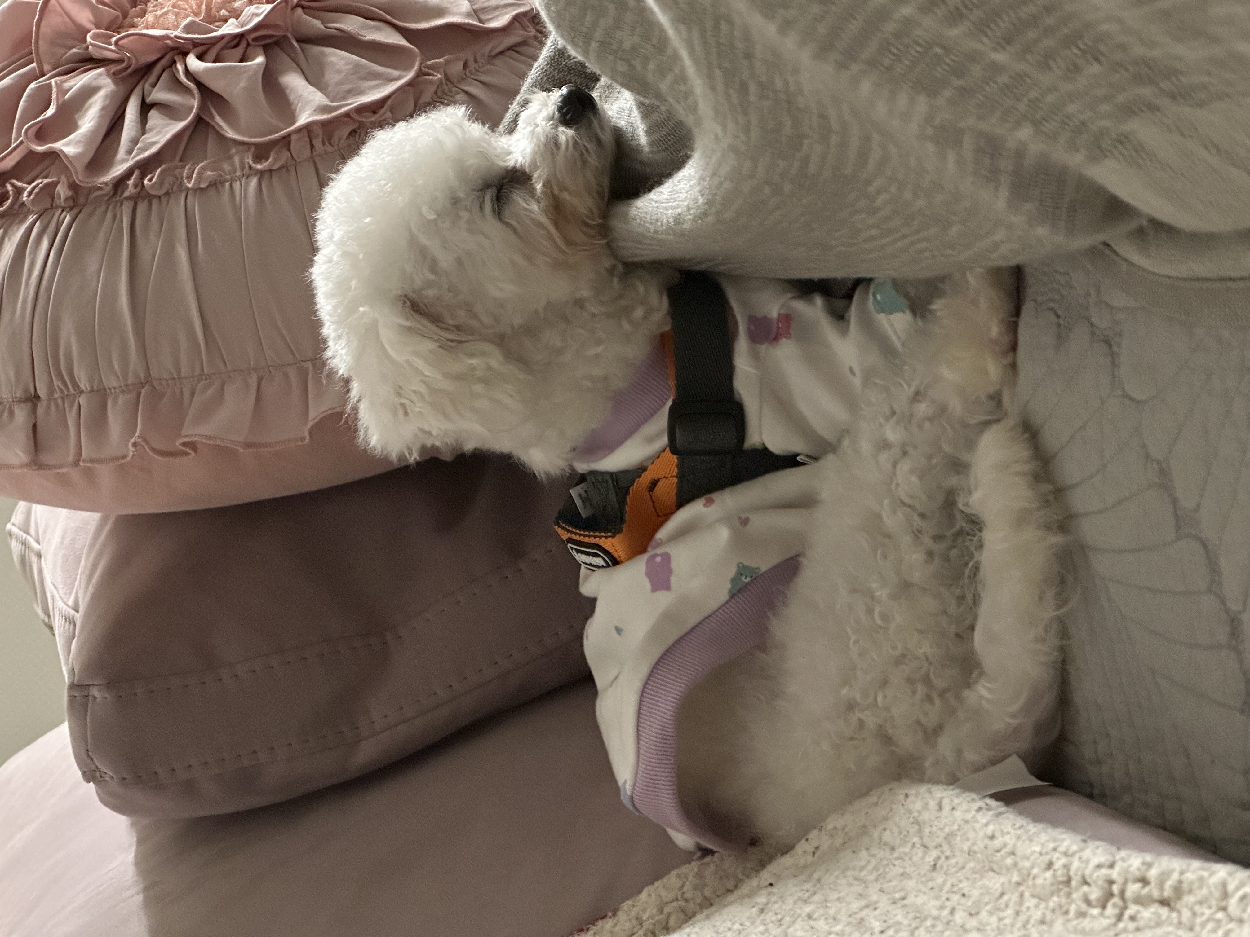 콩설이(조이) 입양 1주일됐어요~