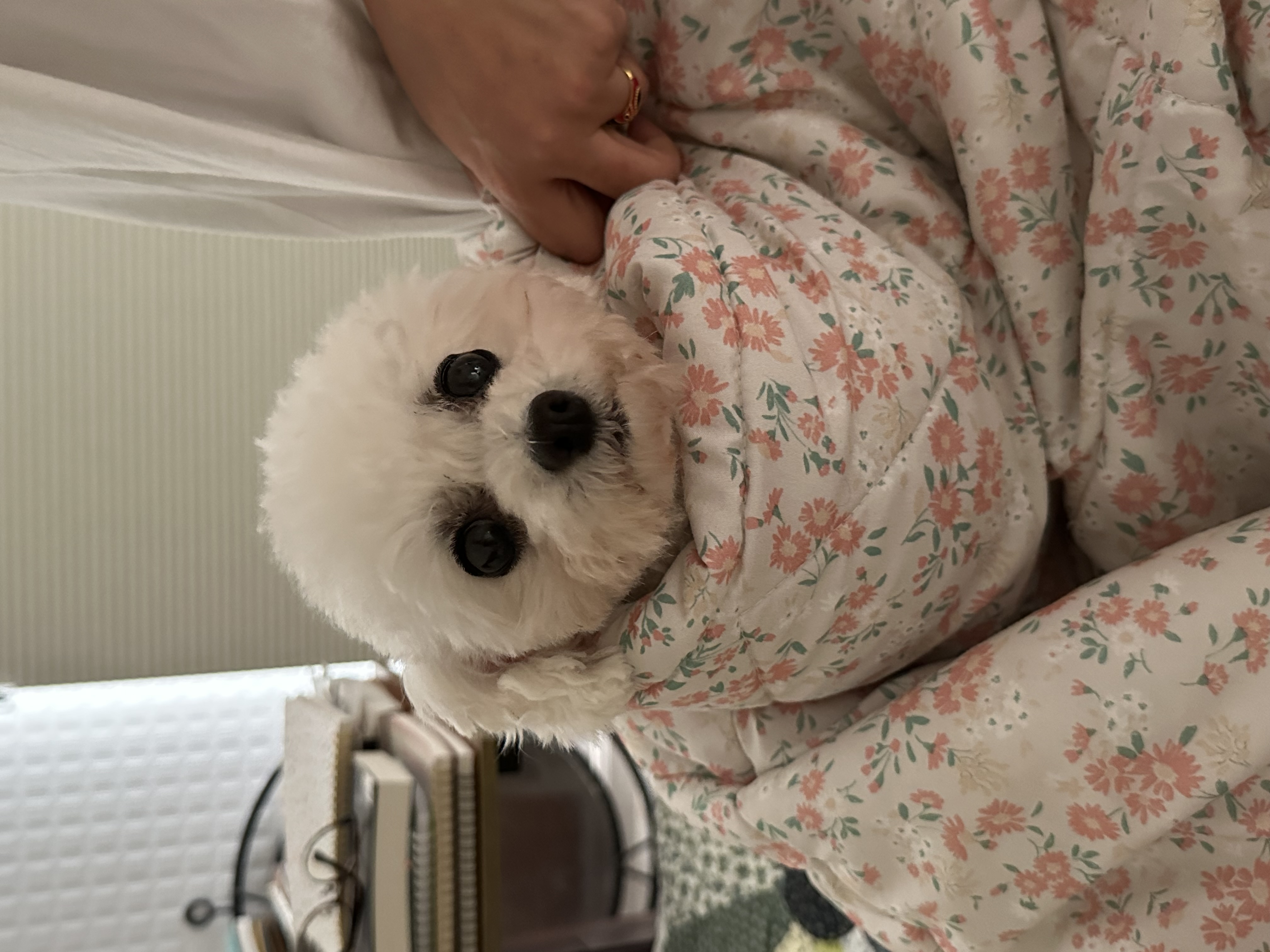 콩설이(조이) 입양 1주일됐어요~