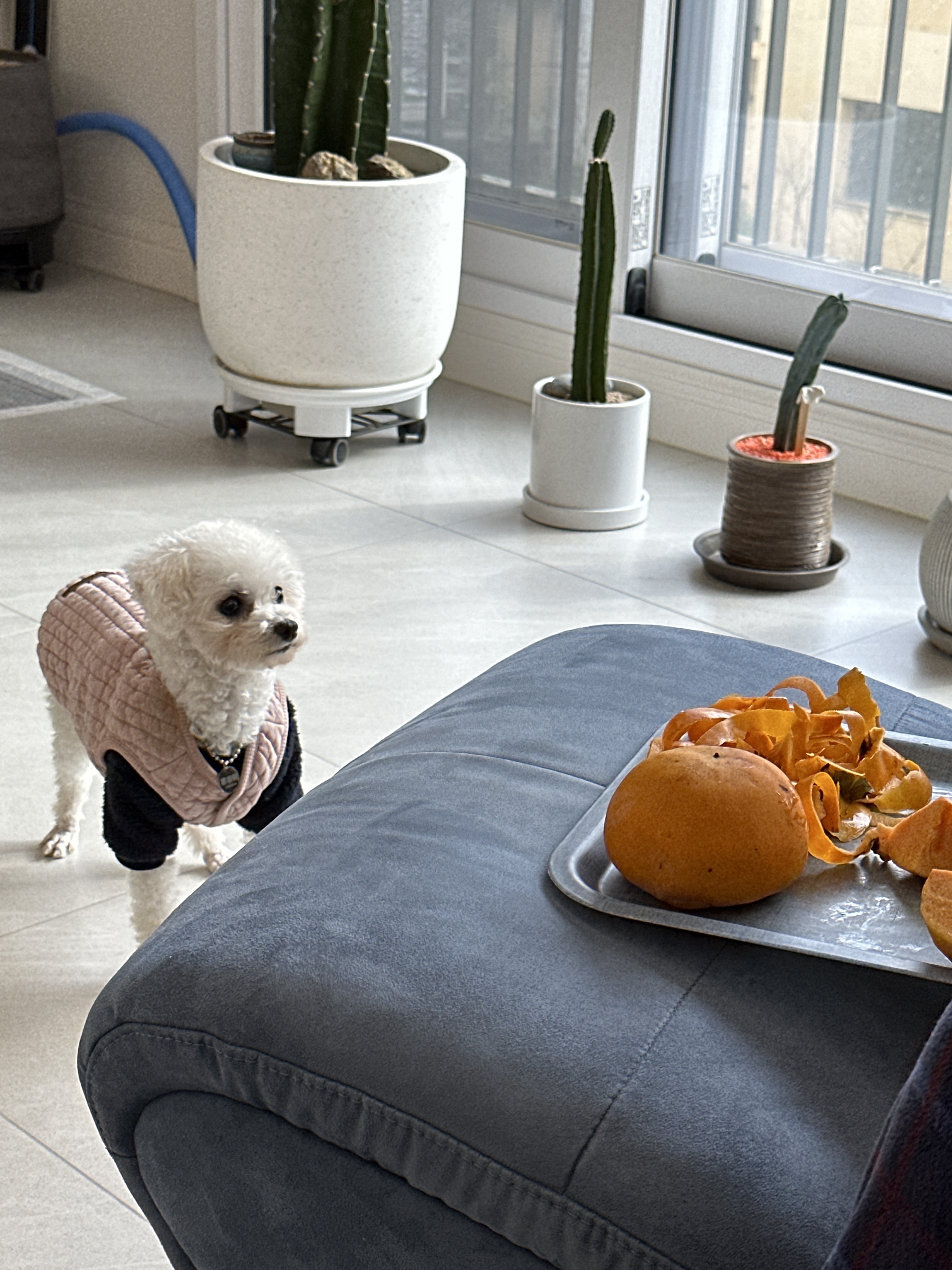 콩설이(조이) 입양 1주일됐어요~