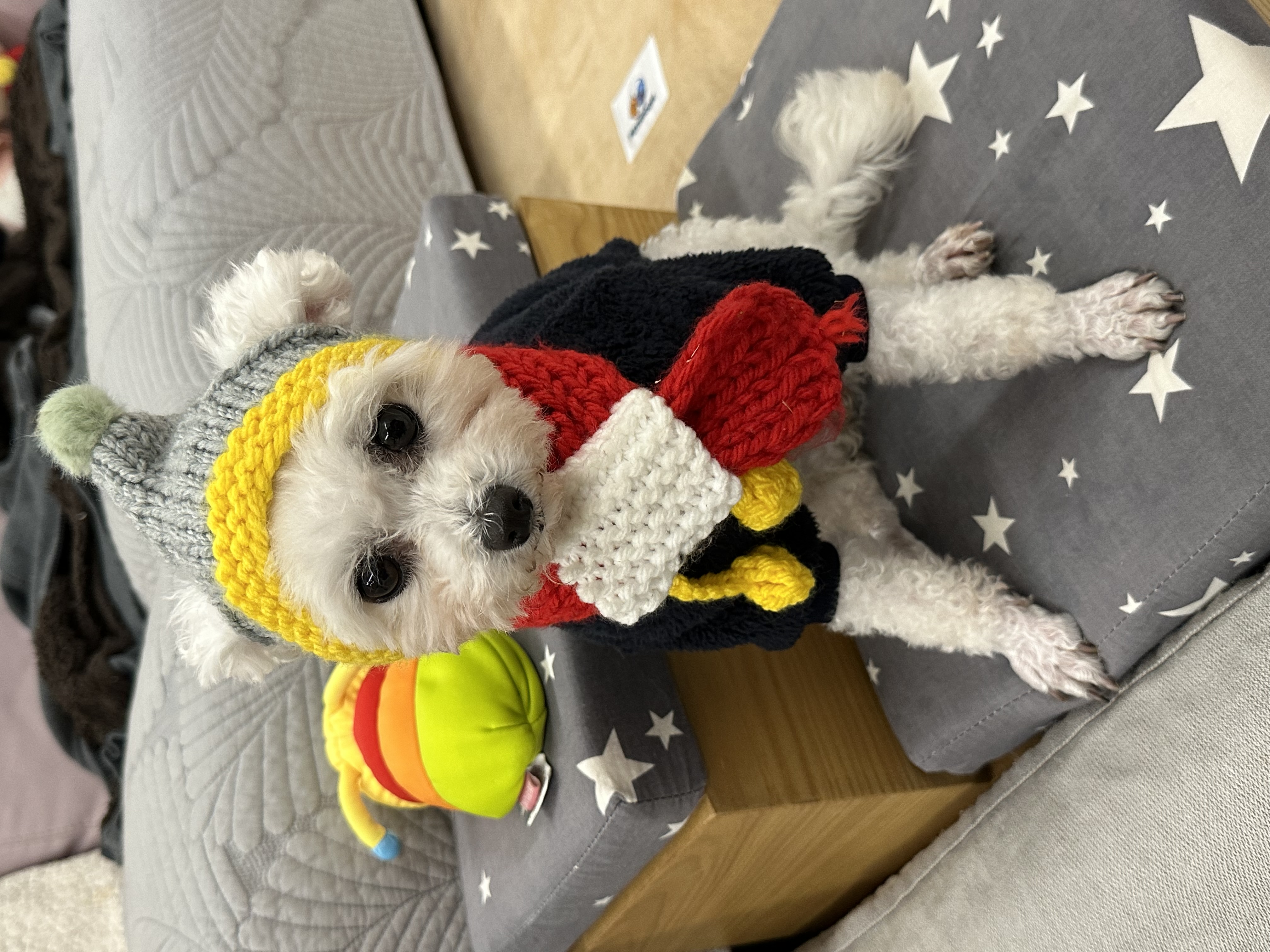 콩설이(조이) 입양 1주일됐어요~