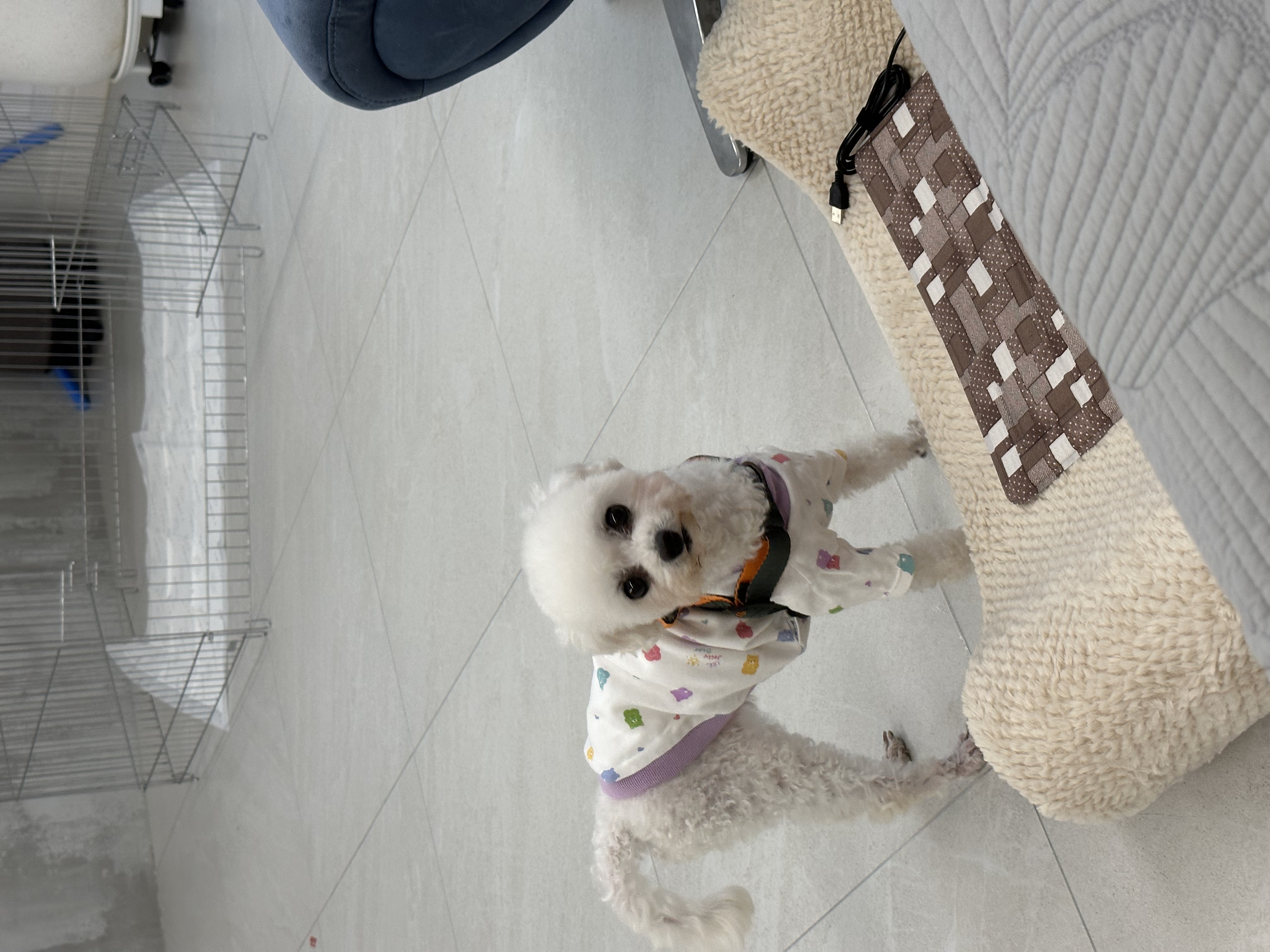 콩설이(조이) 입양 1주일됐어요~