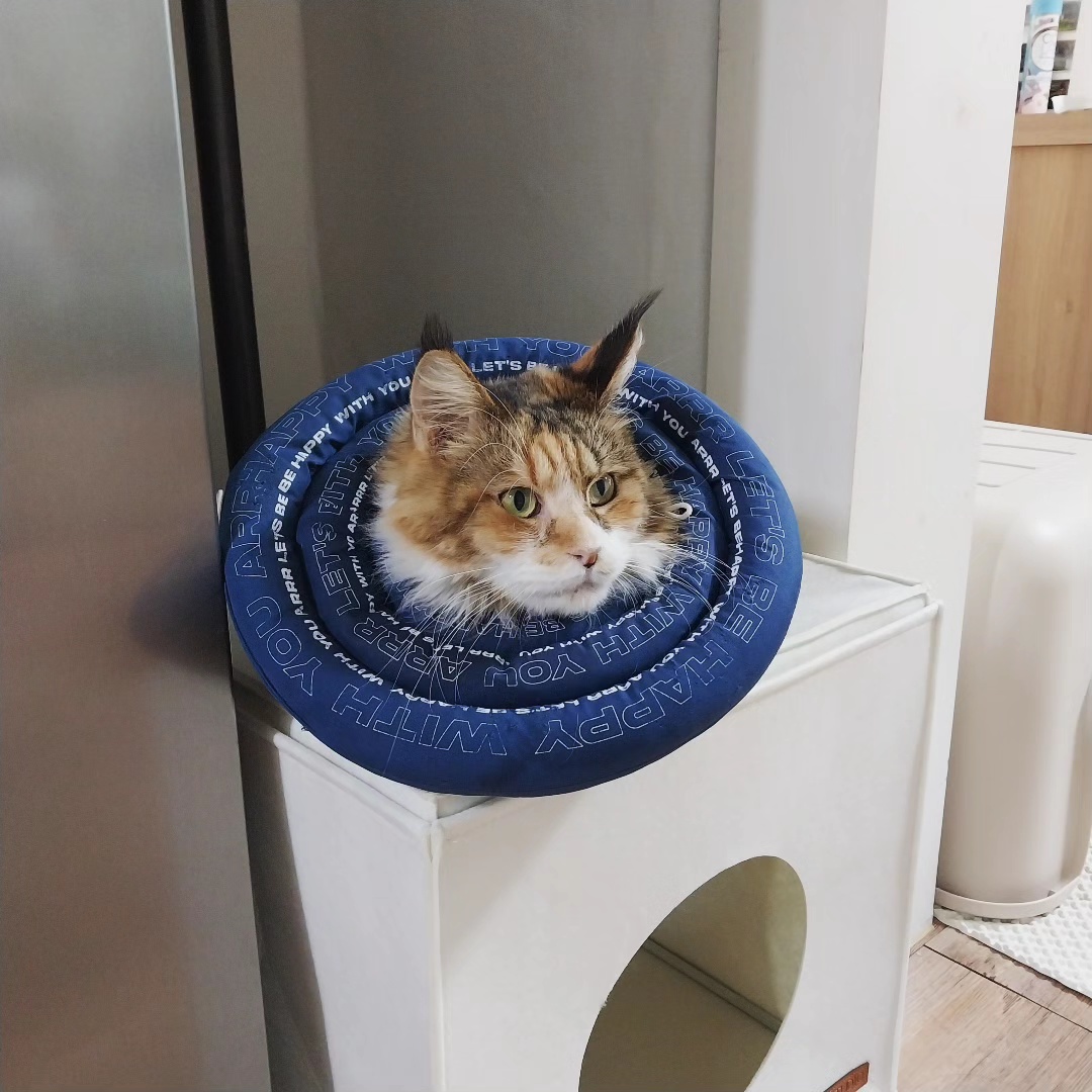 웨이 입양 일주일 후기