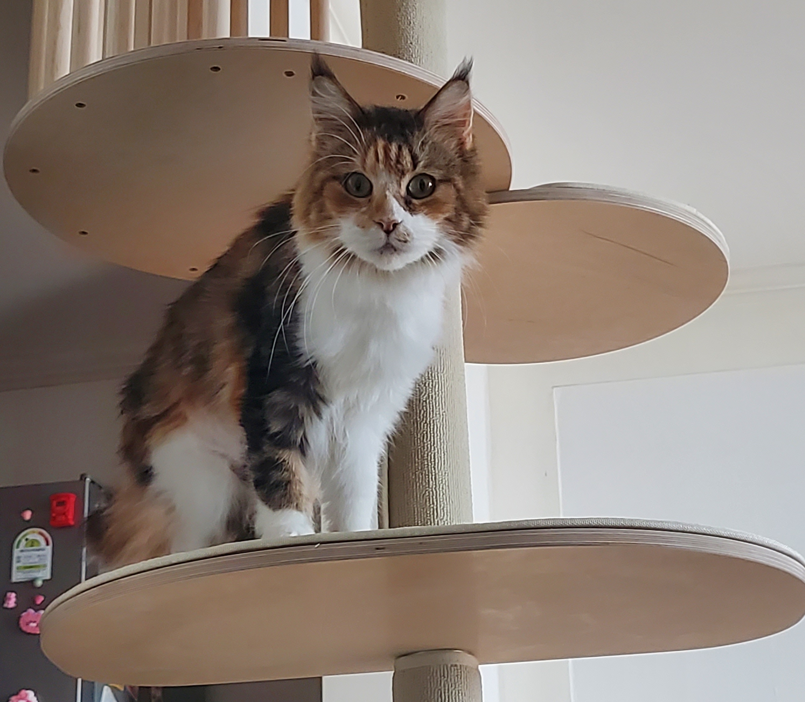 웨이 입양 일주일 후기