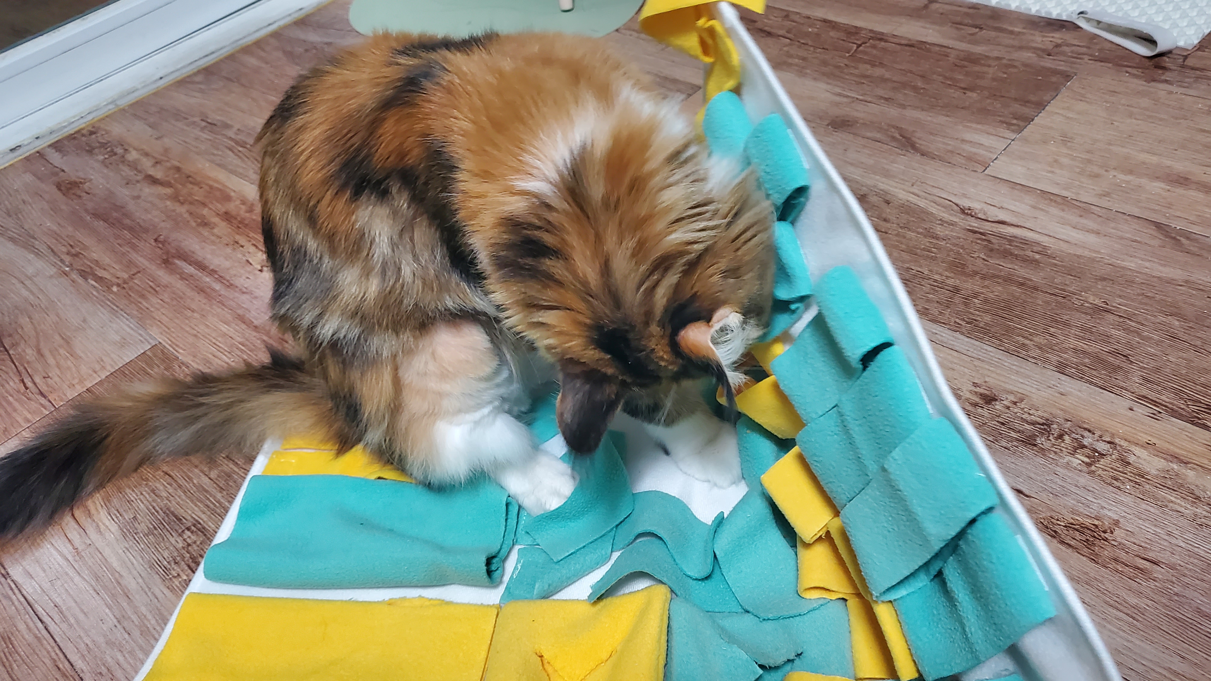 웨이 입양 일주일 후기