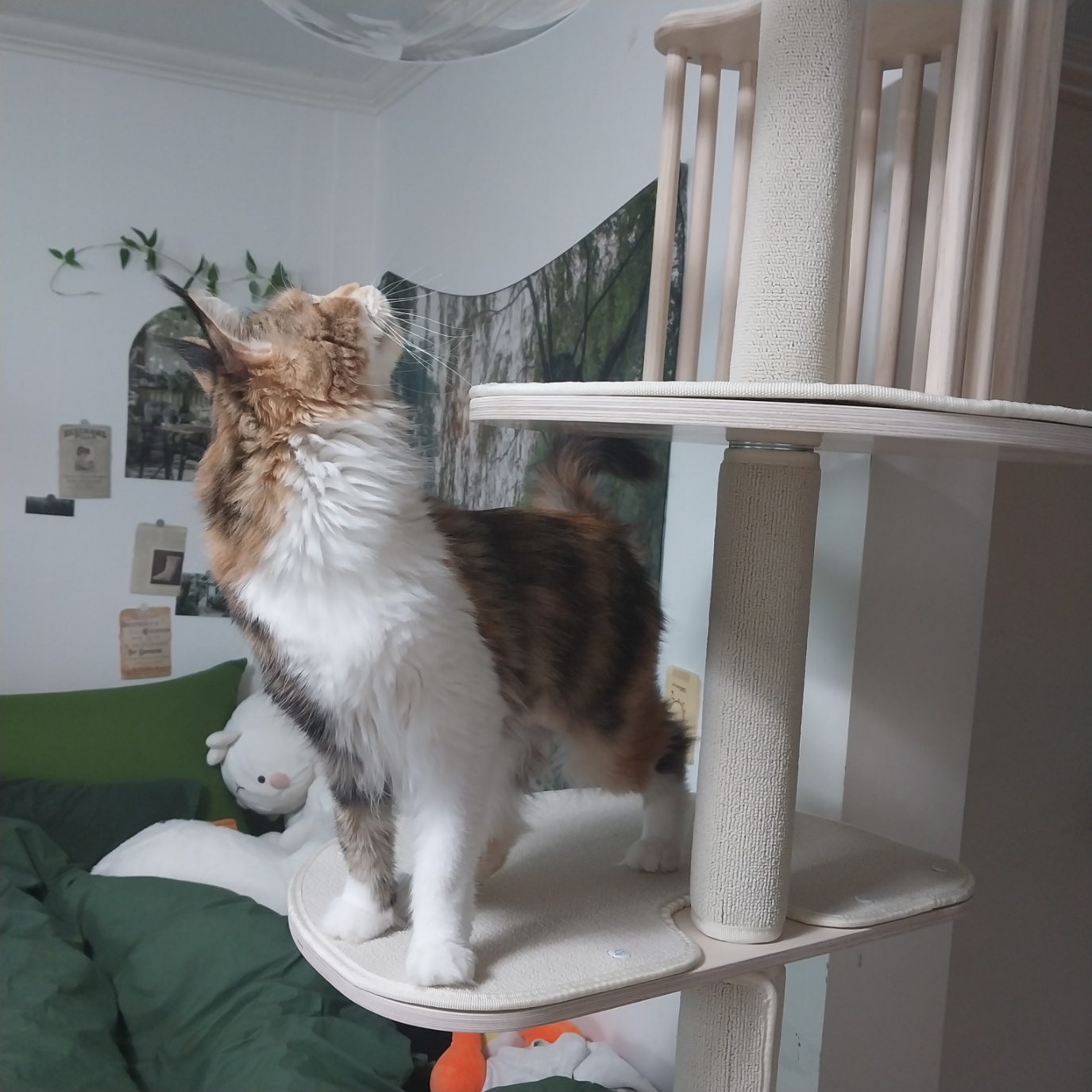 웨이 입양 일주일 후기