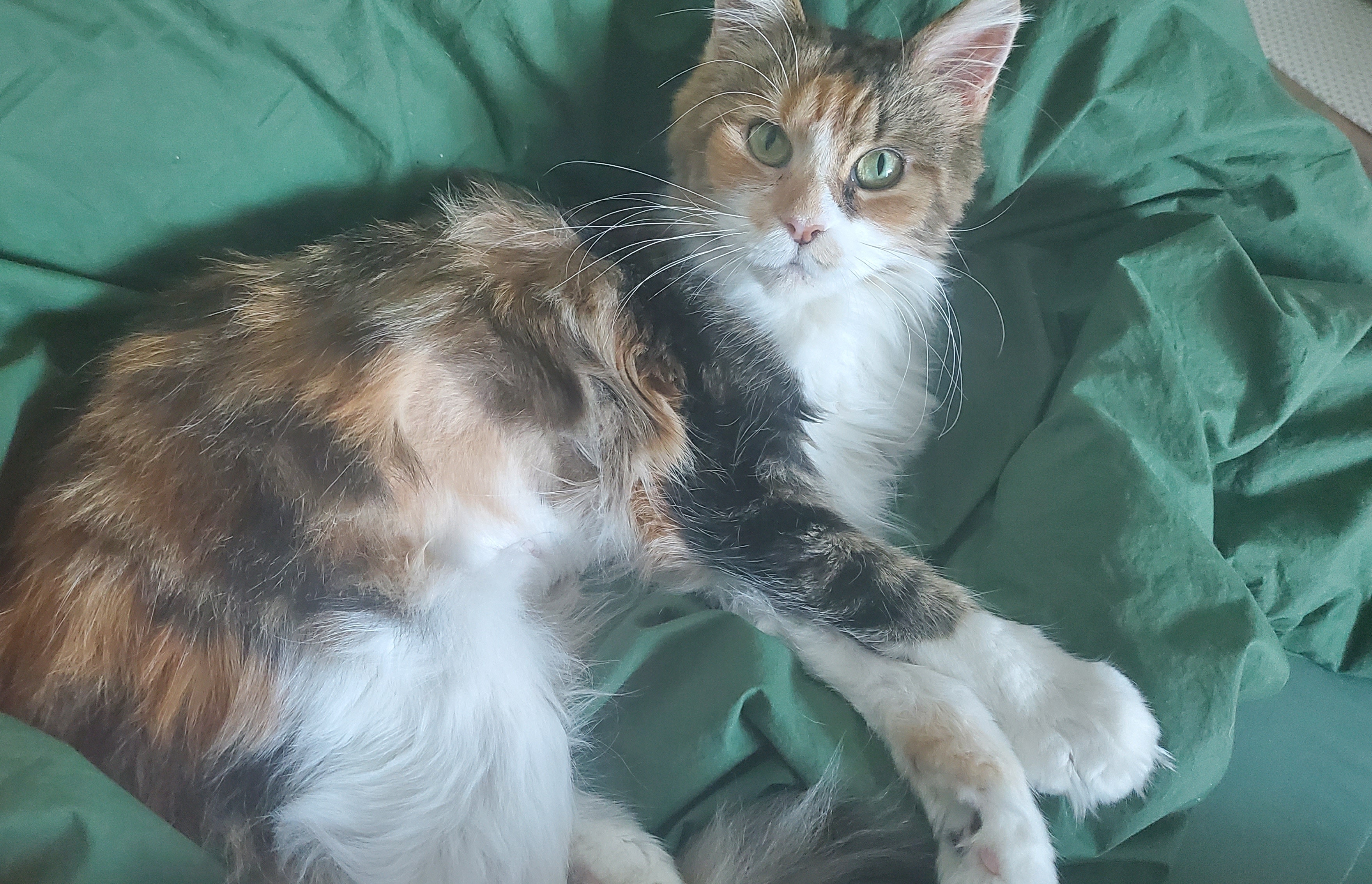 웨이 입양 일주일 후기