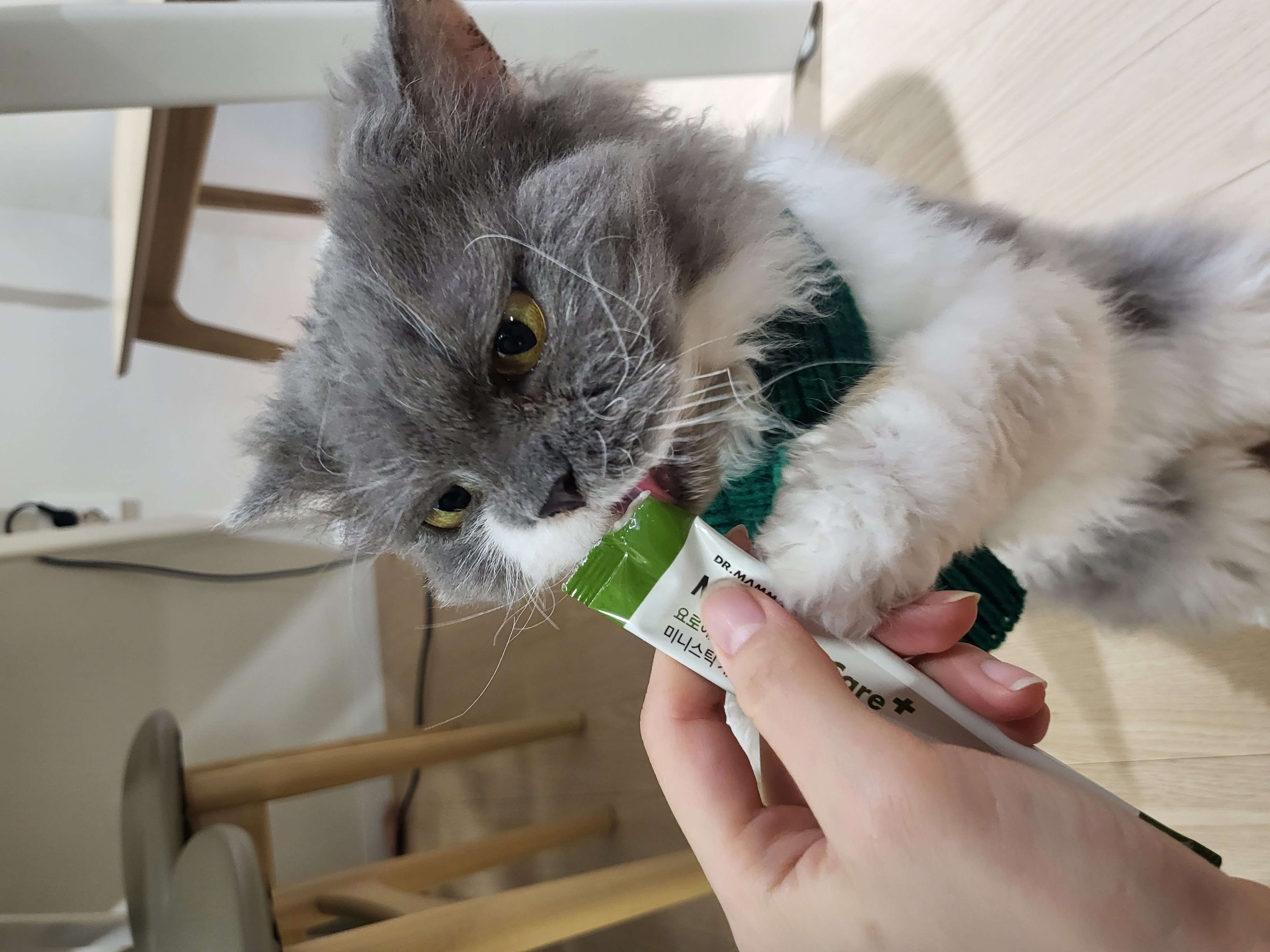 고팡이(마포 불법 번식장 영순이) 입양 후 한 달 후기입니다:)! 