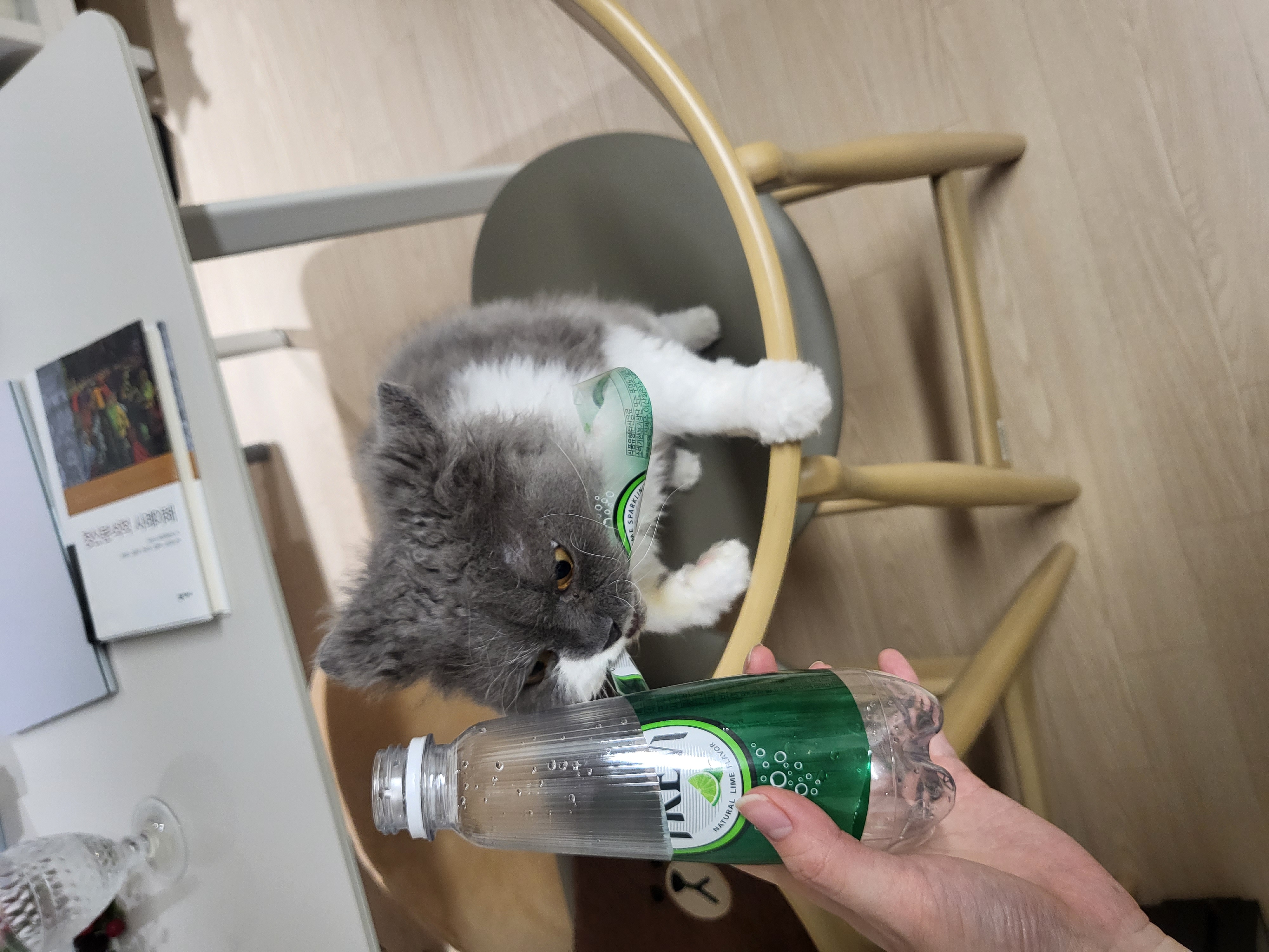 고팡이(마포 불법 번식장 영순이) 입양 후 한 달 후기입니다:)! 