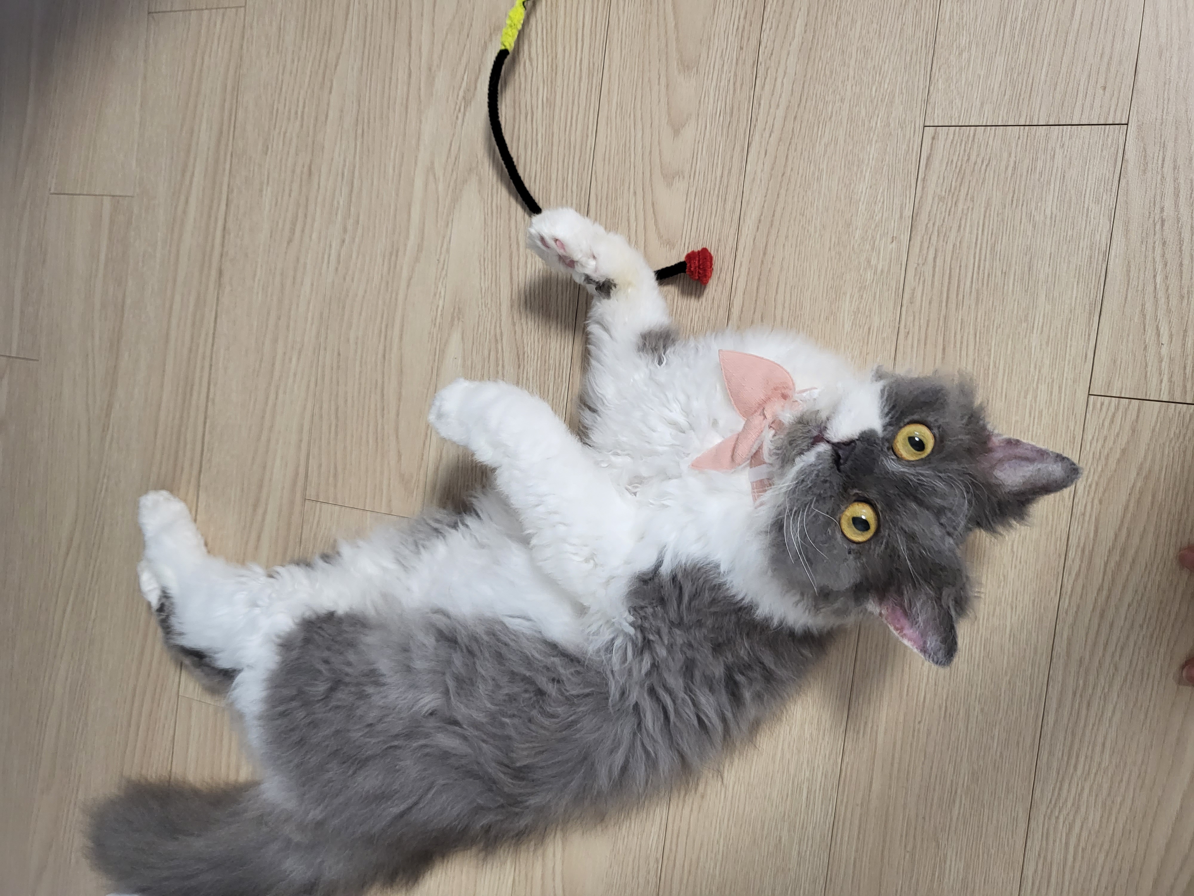 고팡이(마포 불법 번식장 영순이) 입양 후 한 달 후기입니다:)! 