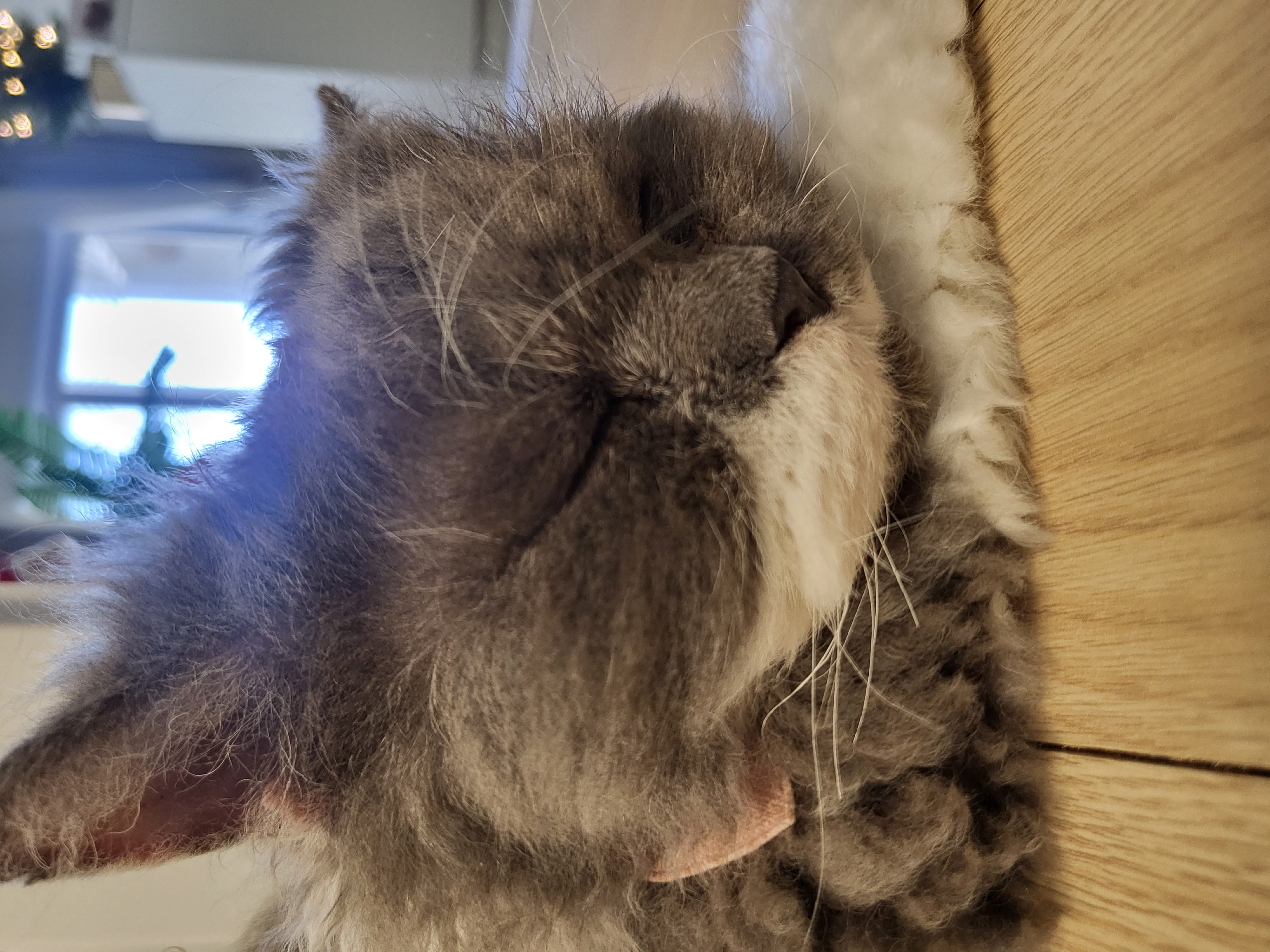 고팡이(마포 불법 번식장 영순이) 입양 후 한 달 후기입니다:)! 