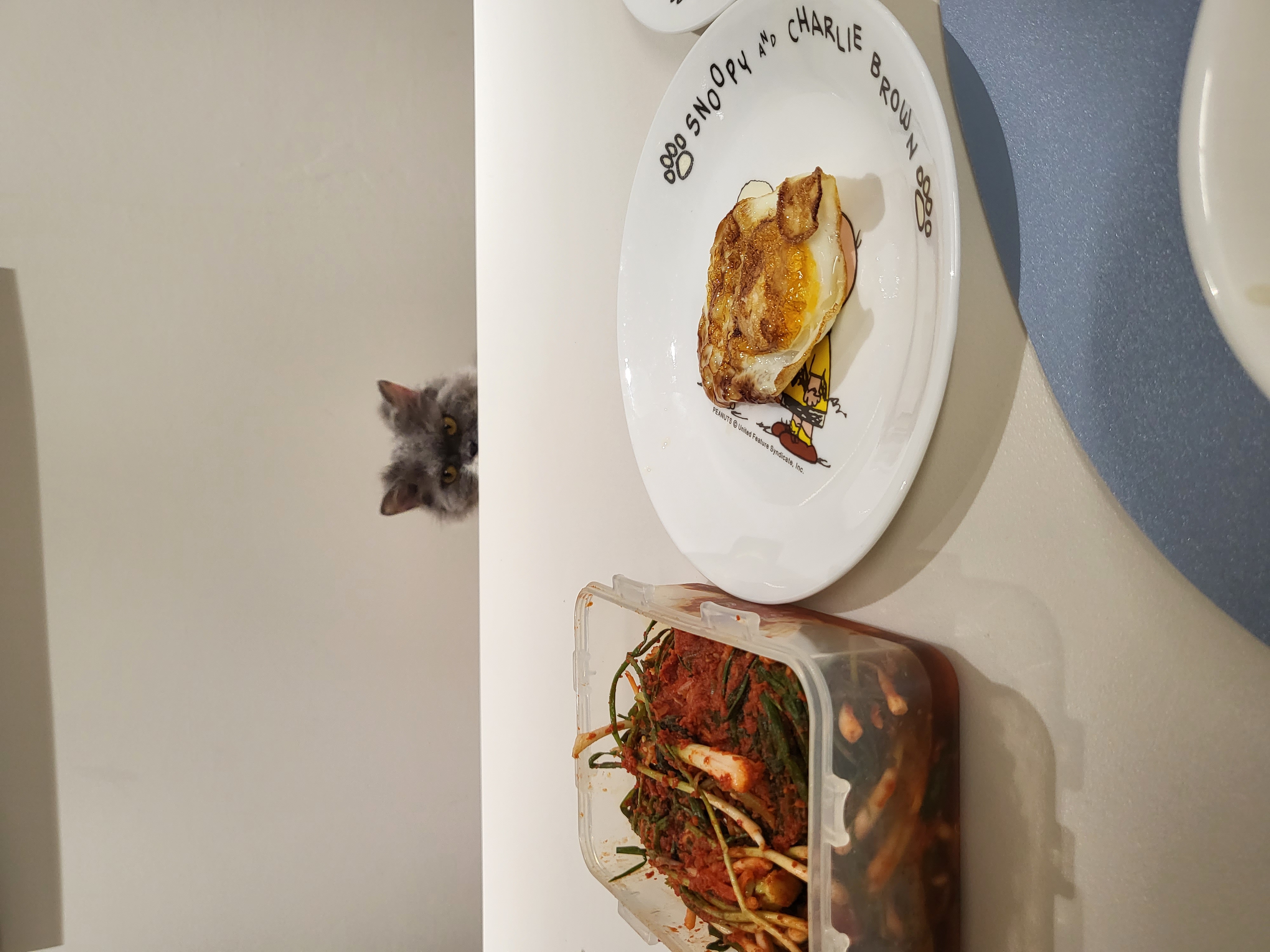 고팡이(마포 불법 번식장 영순이) 입양 후 한 달 후기입니다:)! 