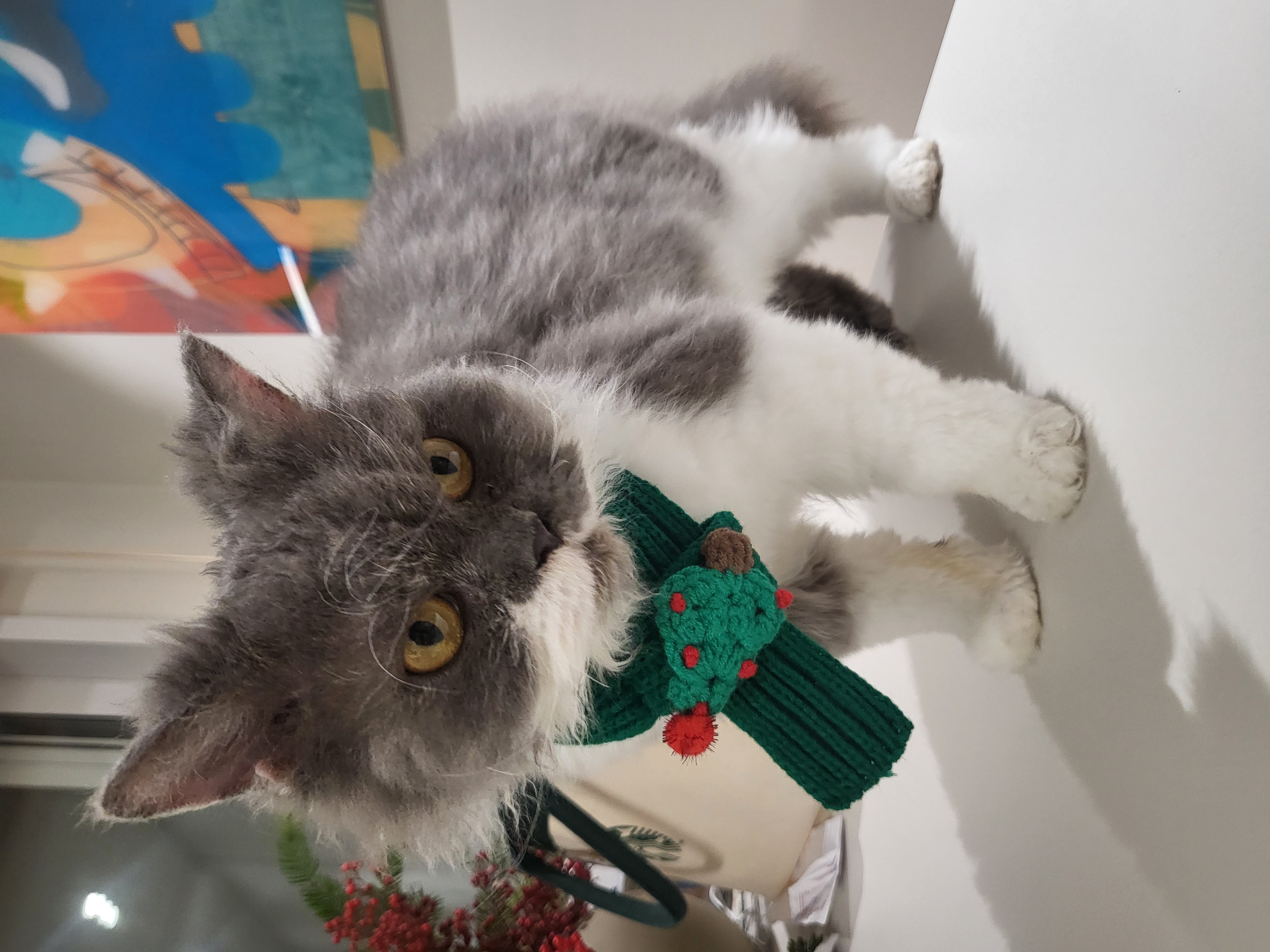 고팡이(마포 불법 번식장 영순이) 입양 후 한 달 후기입니다:)! 