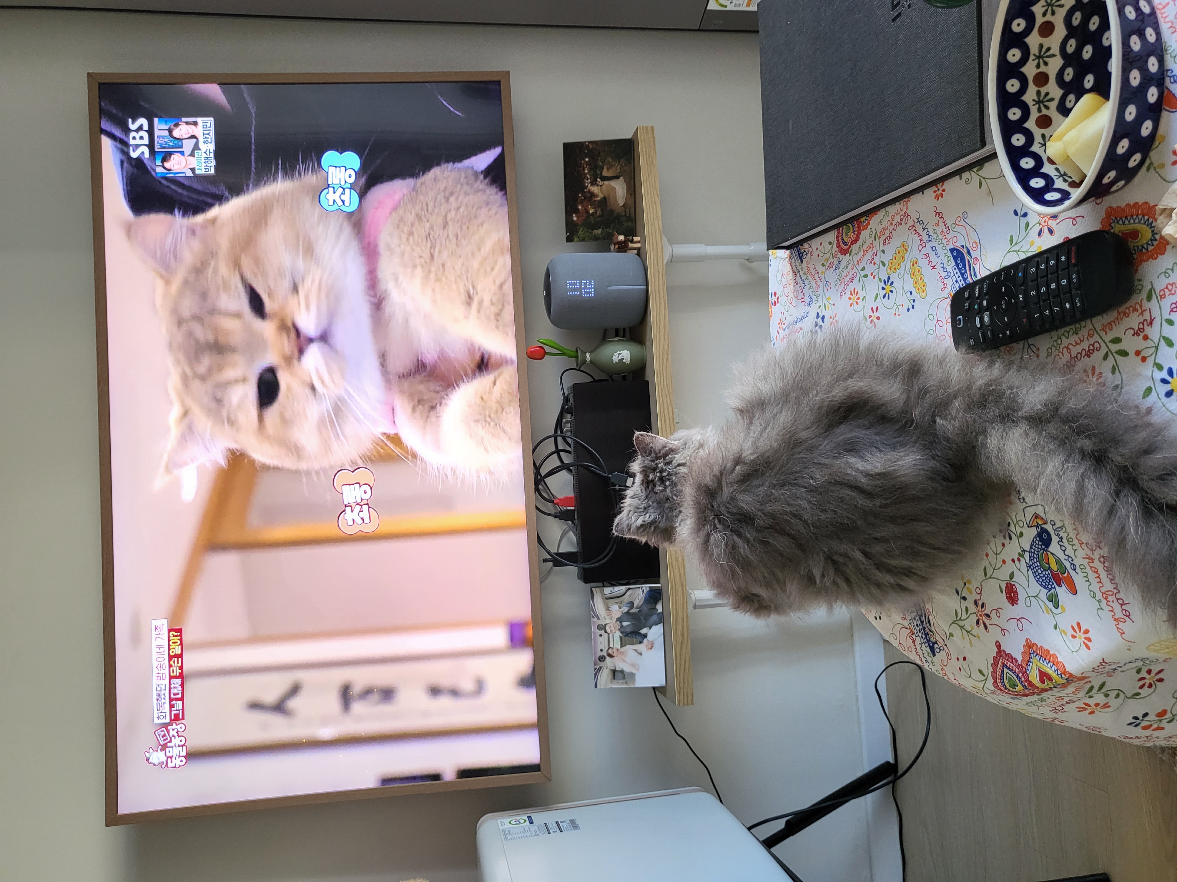 고팡이(마포 불법 번식장 영순이) 입양 후 한 달 후기입니다:)! 