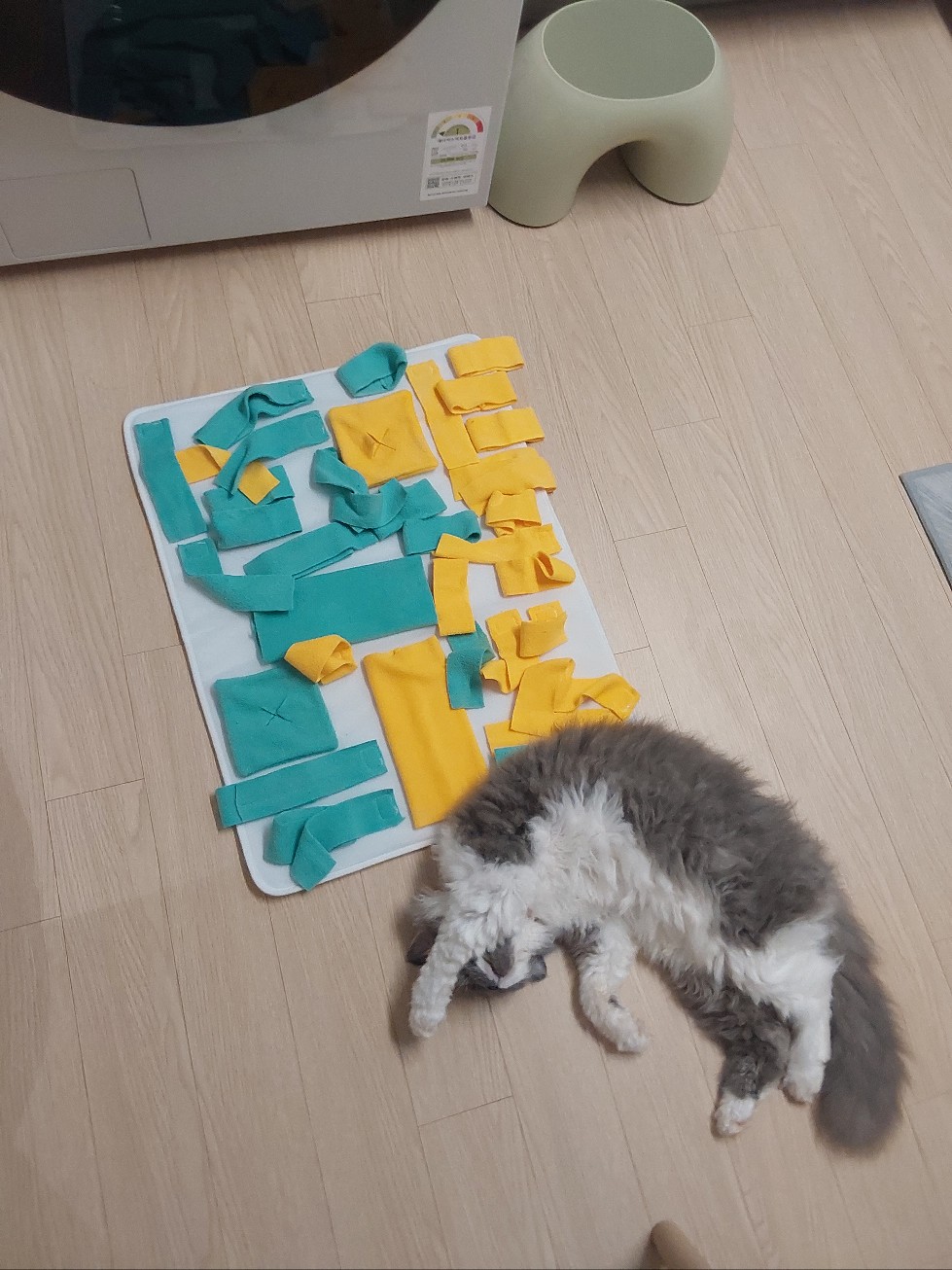 고팡이(마포 불법 번식장 영순이) 입양 후 한 달 후기입니다:)! 