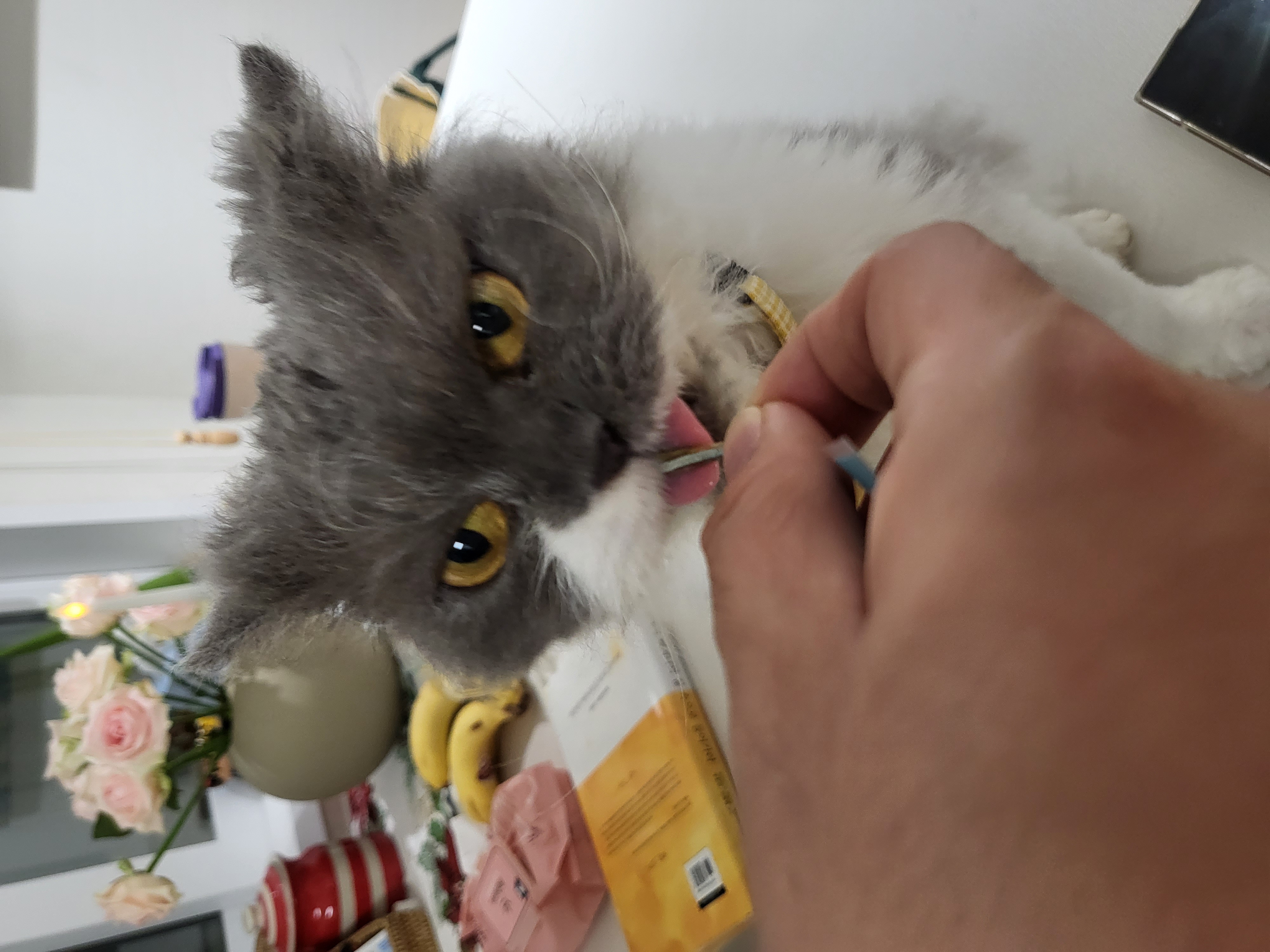 고팡이(마포 불법 번식장 영순이) 입양 후 한 달 후기입니다:)! 