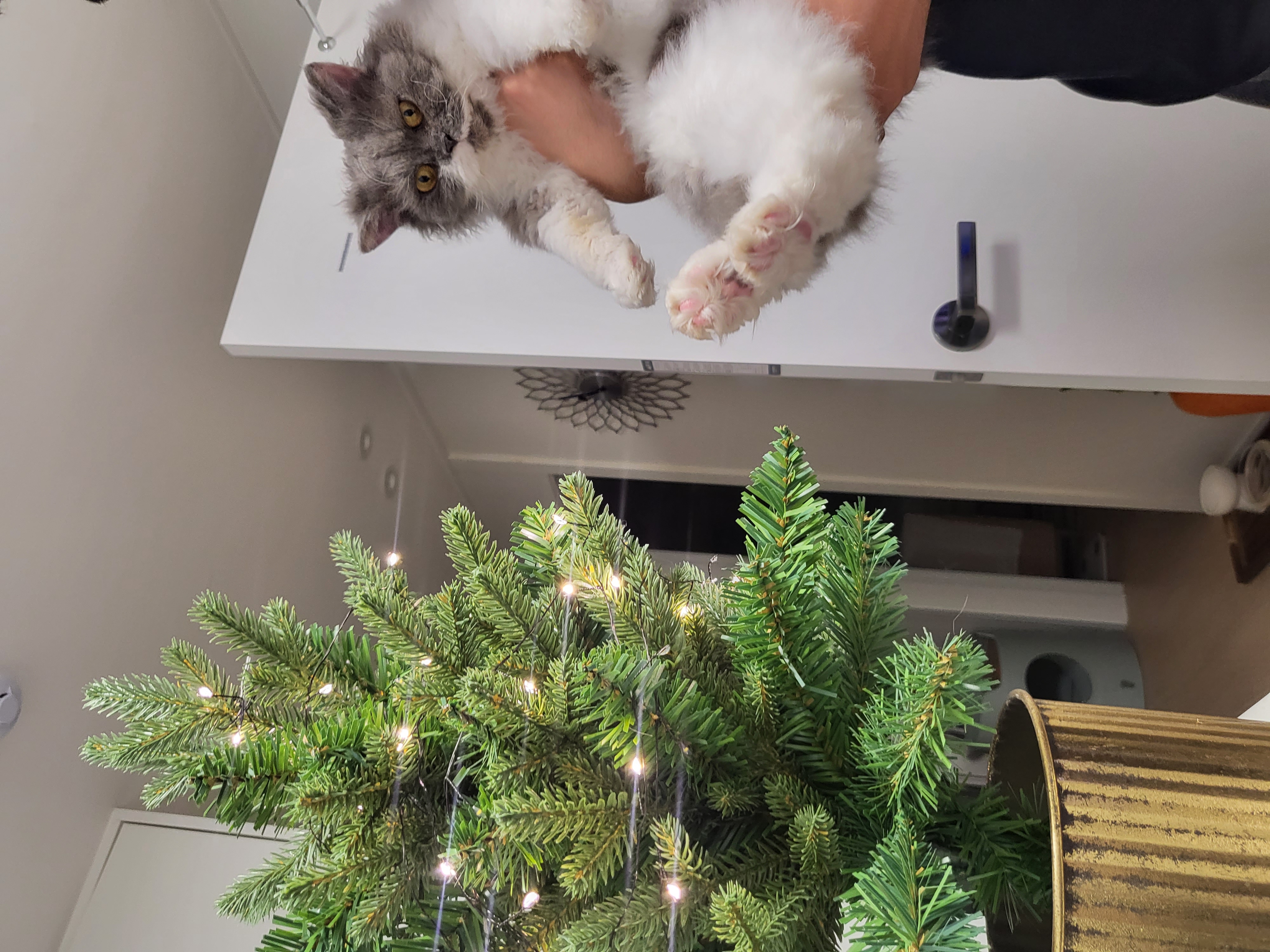 고팡이(마포 불법 번식장 영순이) 입양 후 한 달 후기입니다:)! 