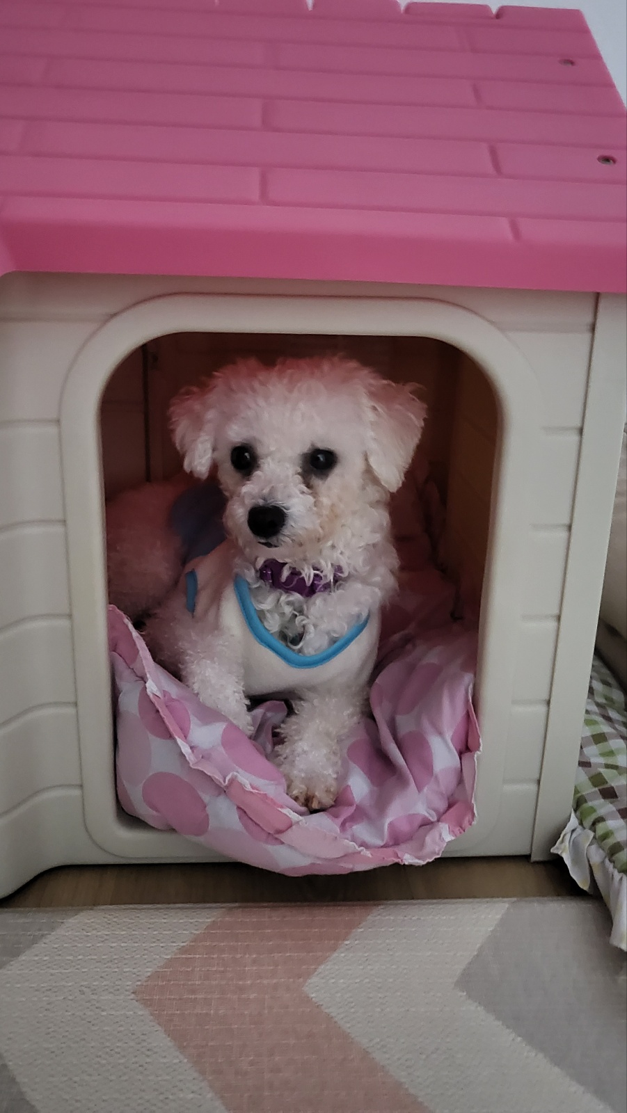 루아(구 양양이) 입양 1주일