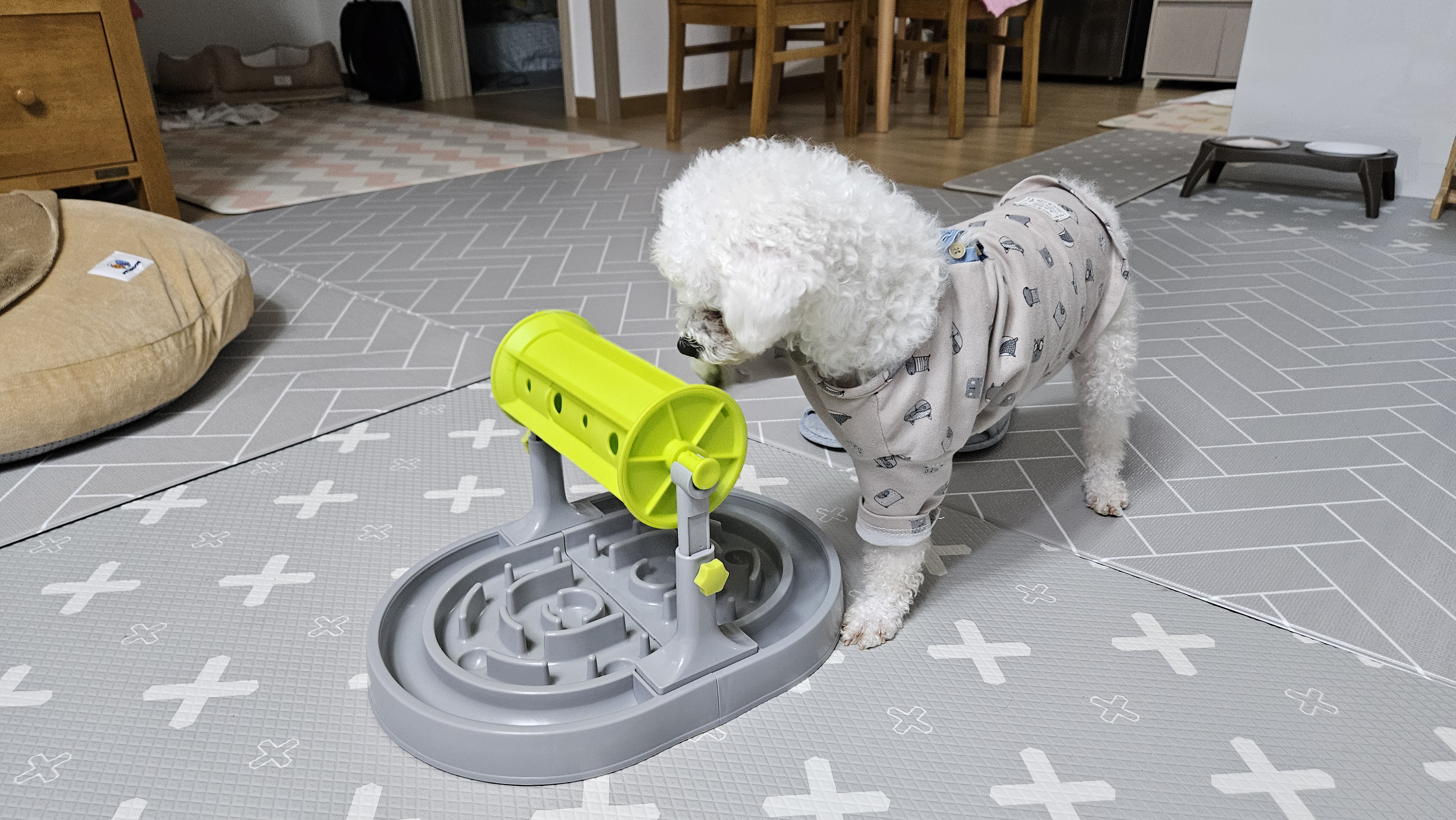 루아(구 양양이) 입양 1주일