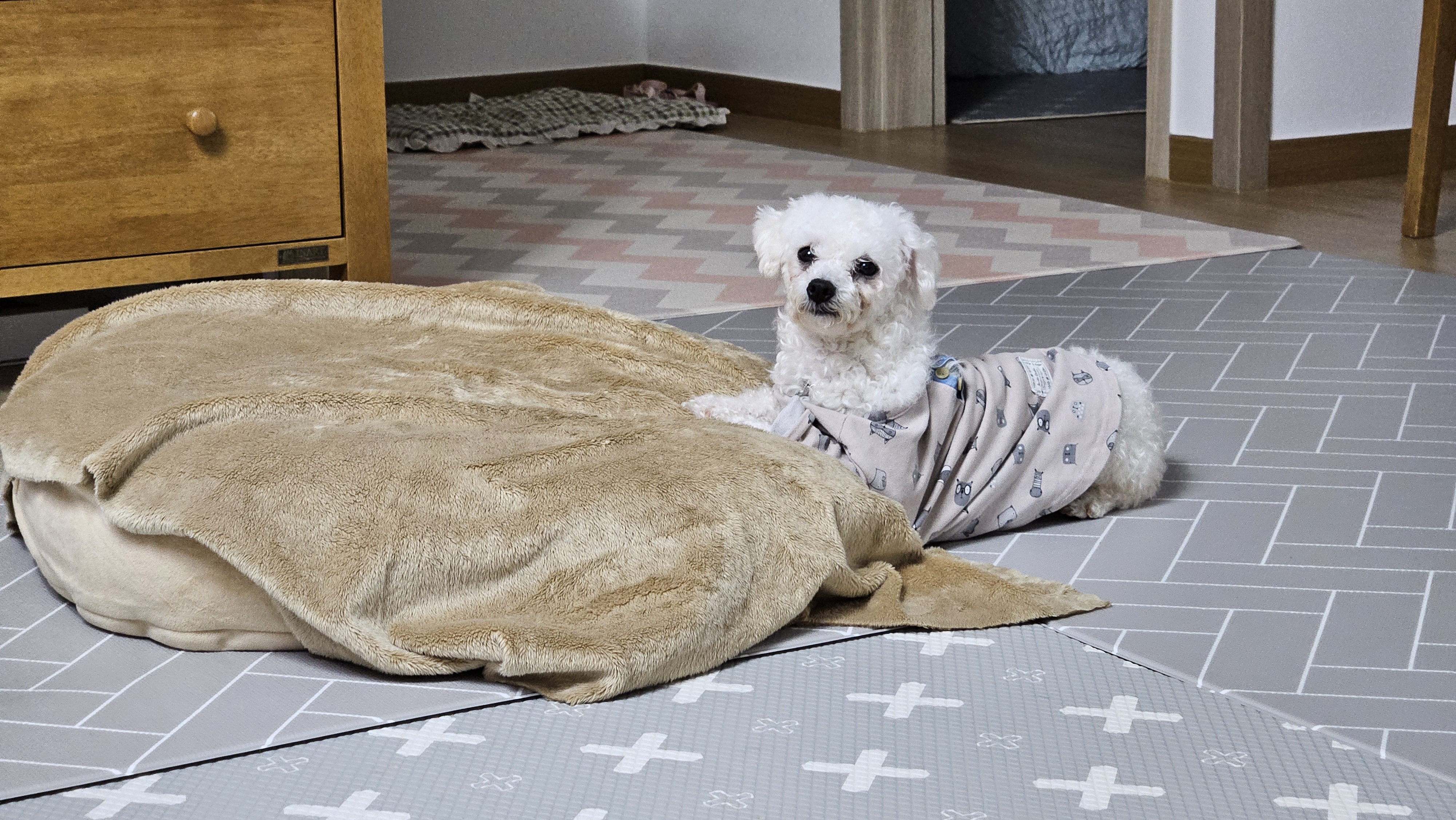 루아(구 양양이) 입양 1주일