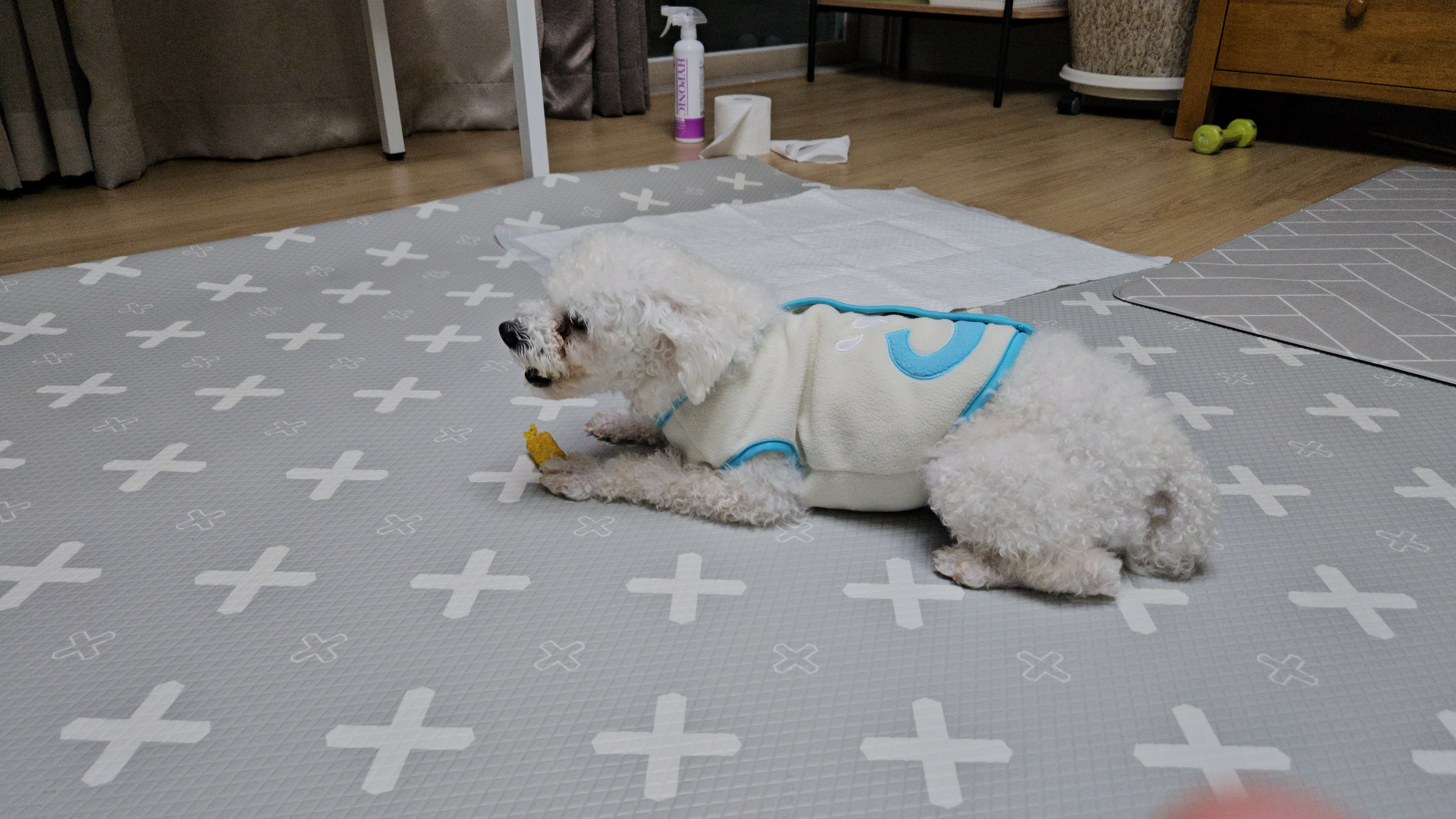 루아(구 양양이) 입양 1주일