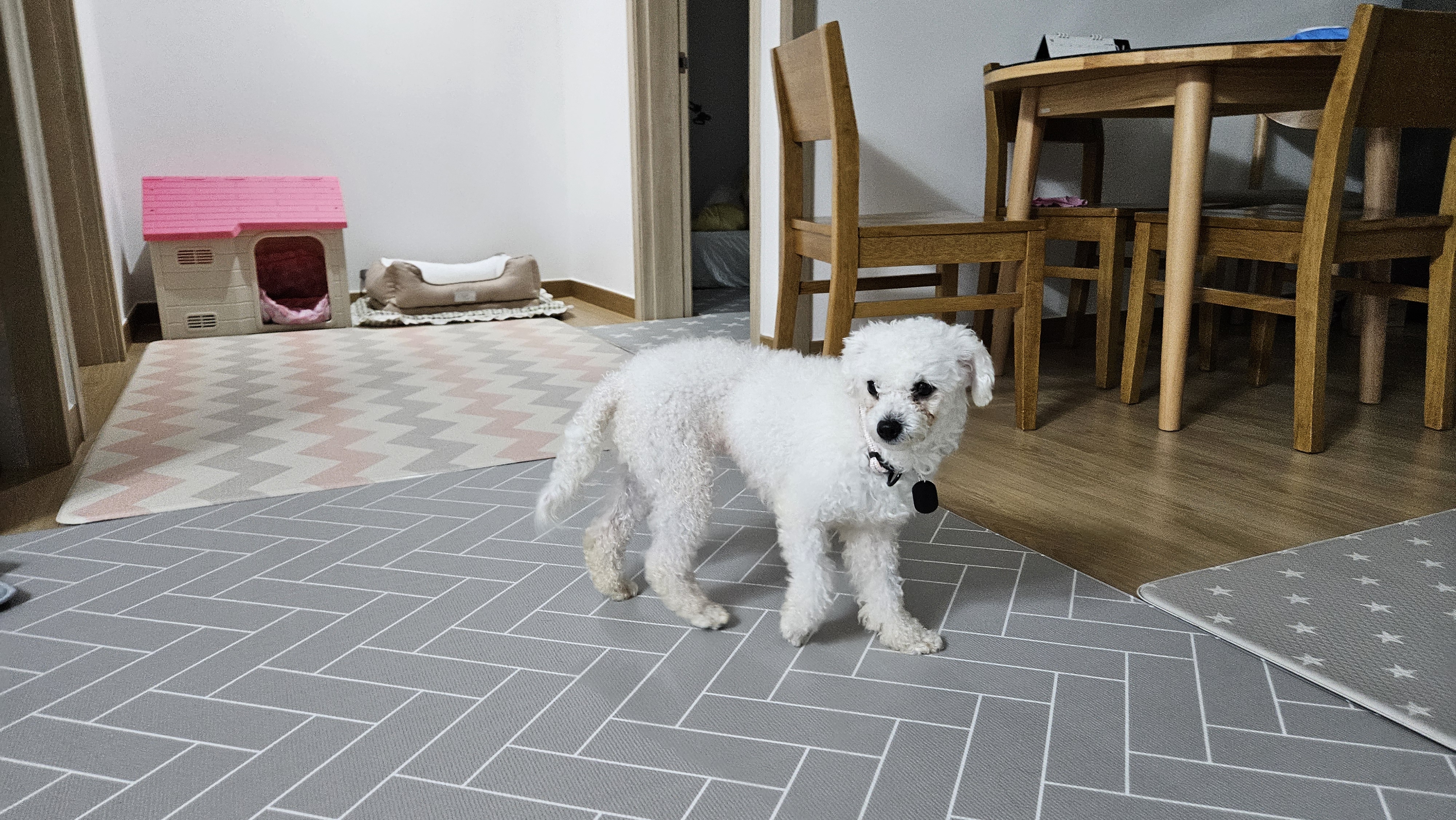 루아(구 양양이) 입양 1주일