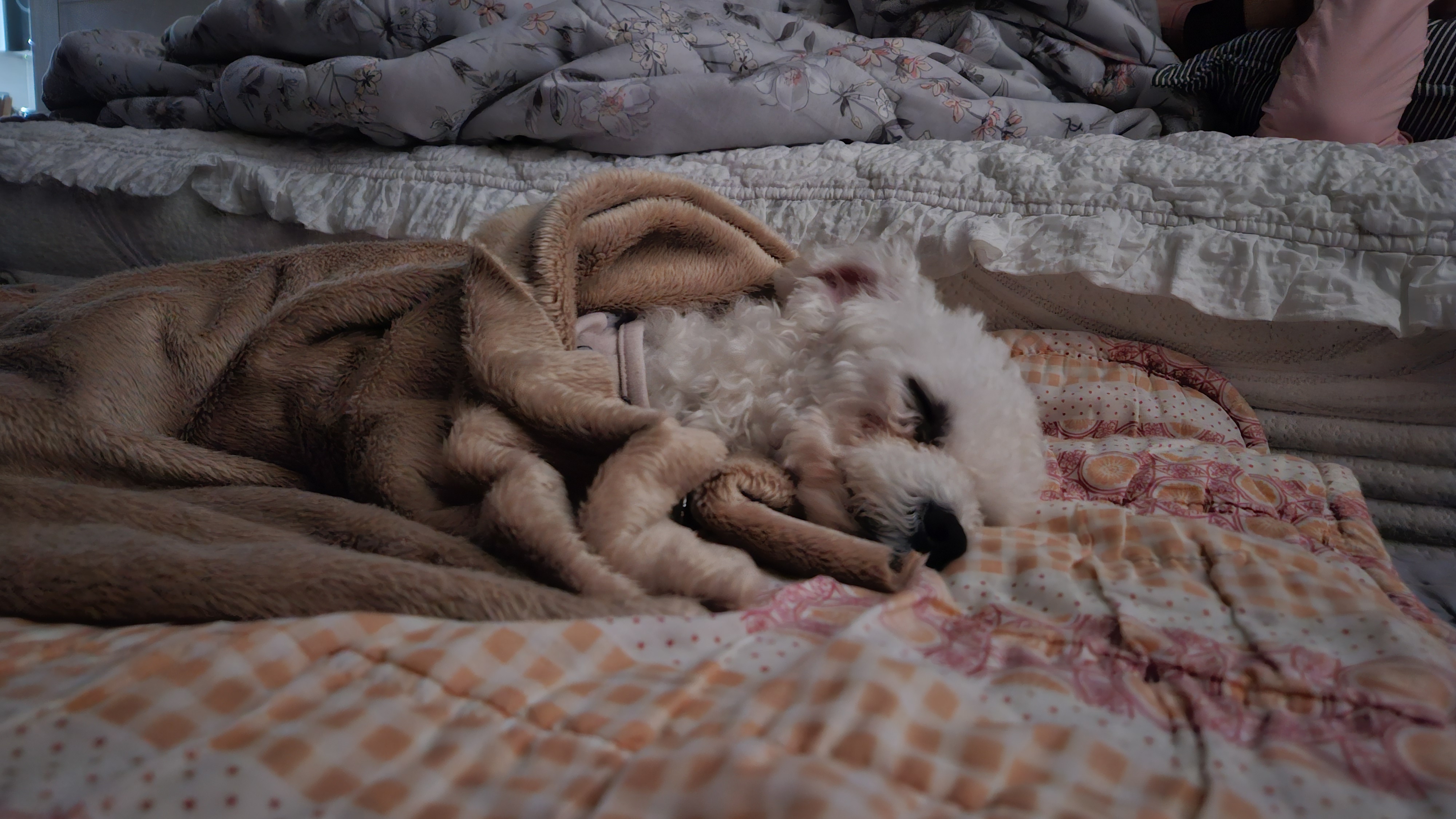 루아(구 양양이) 입양 1주일