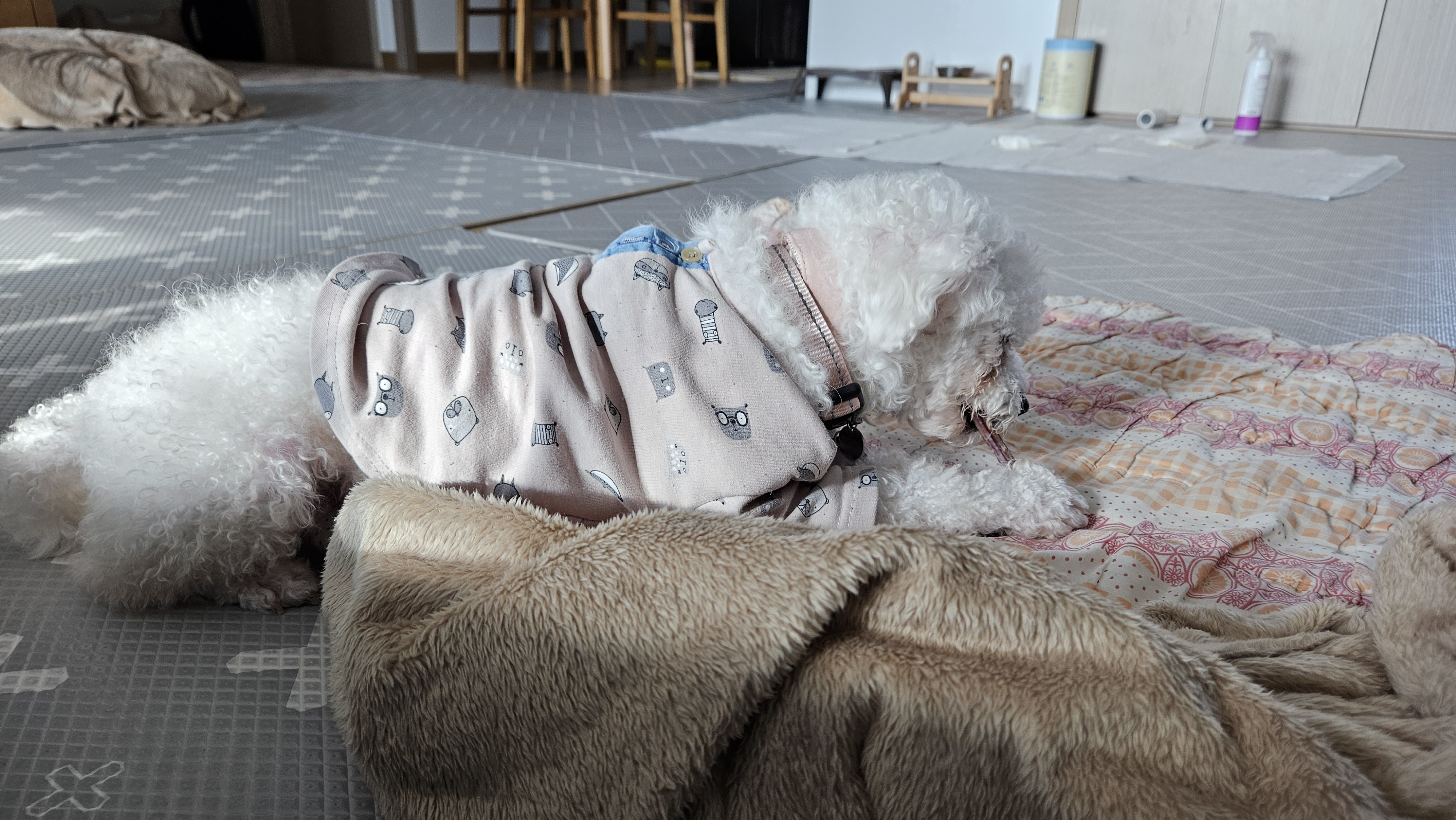 루아(구 양양이) 입양 1주일