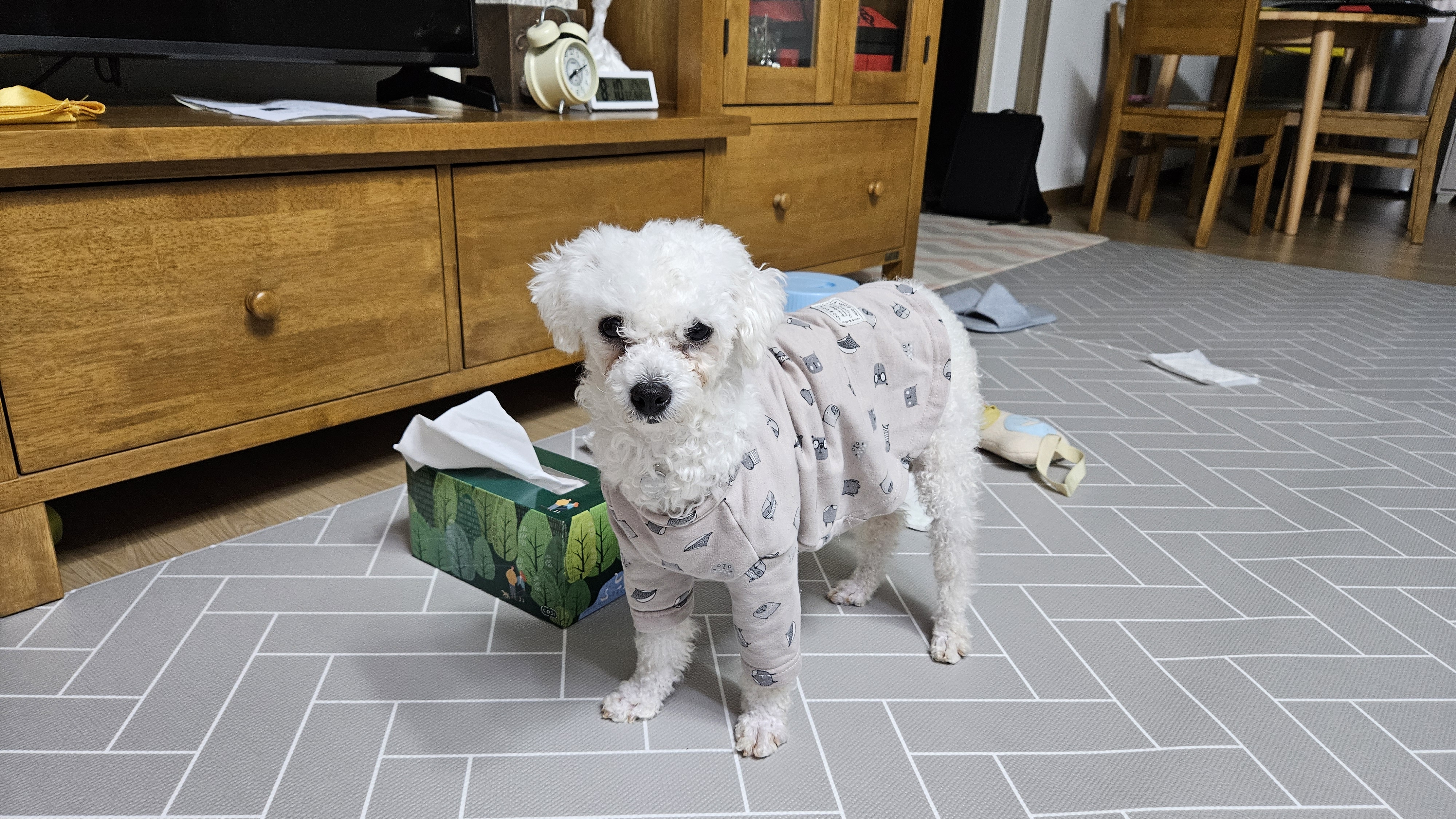 루아(구 양양이) 입양 1주일