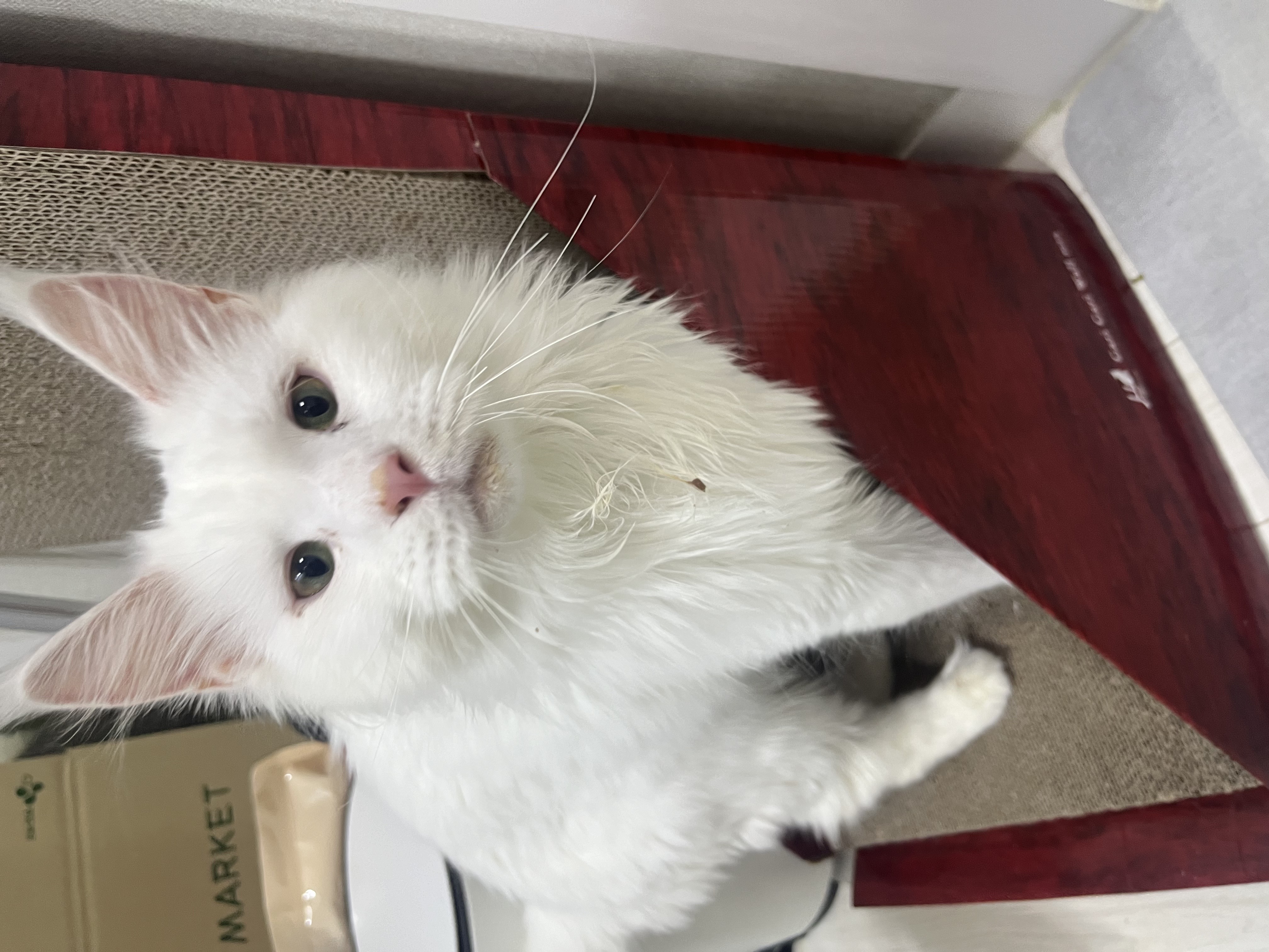 쟈냐 입양 후 3개월