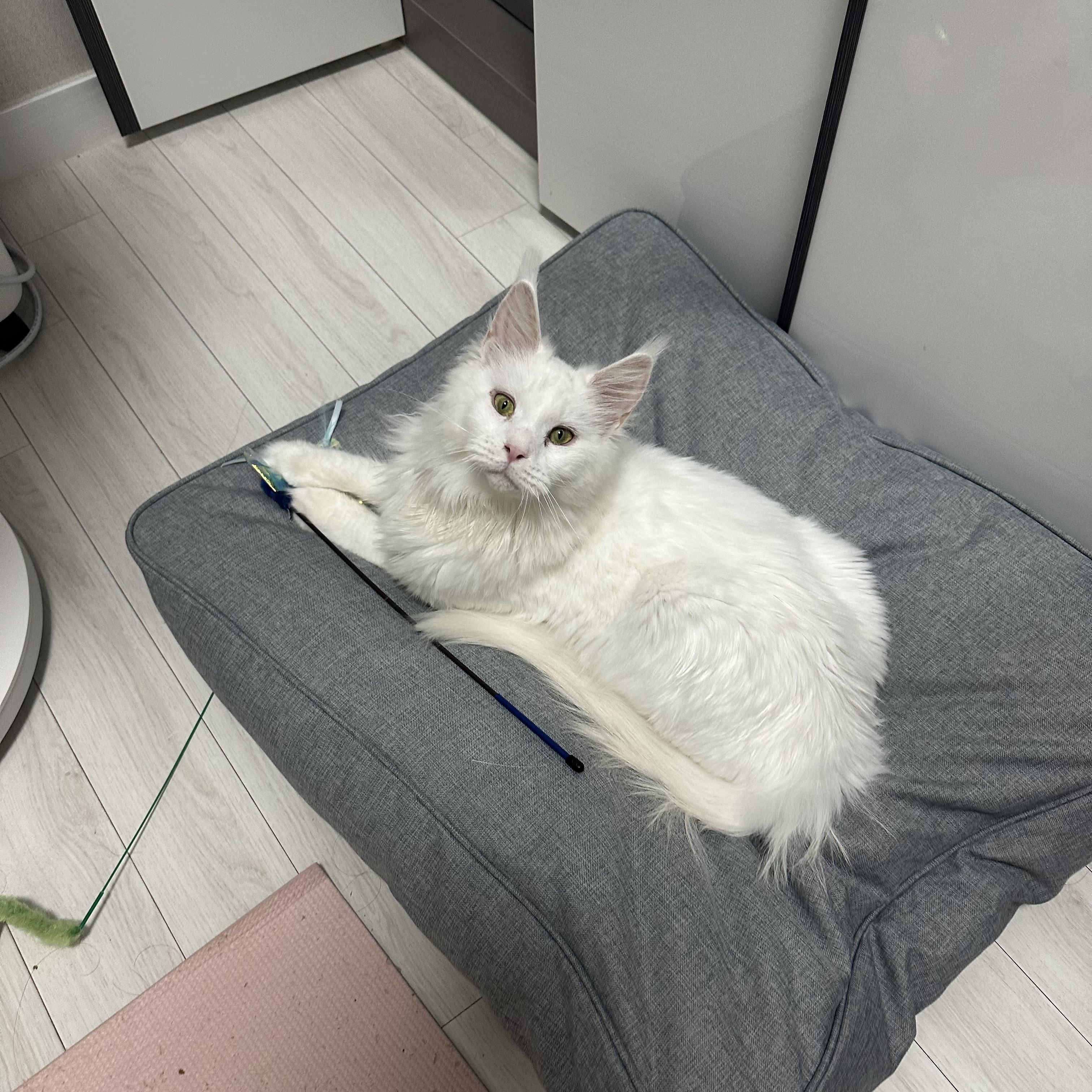 쟈냐 입양 후 3개월