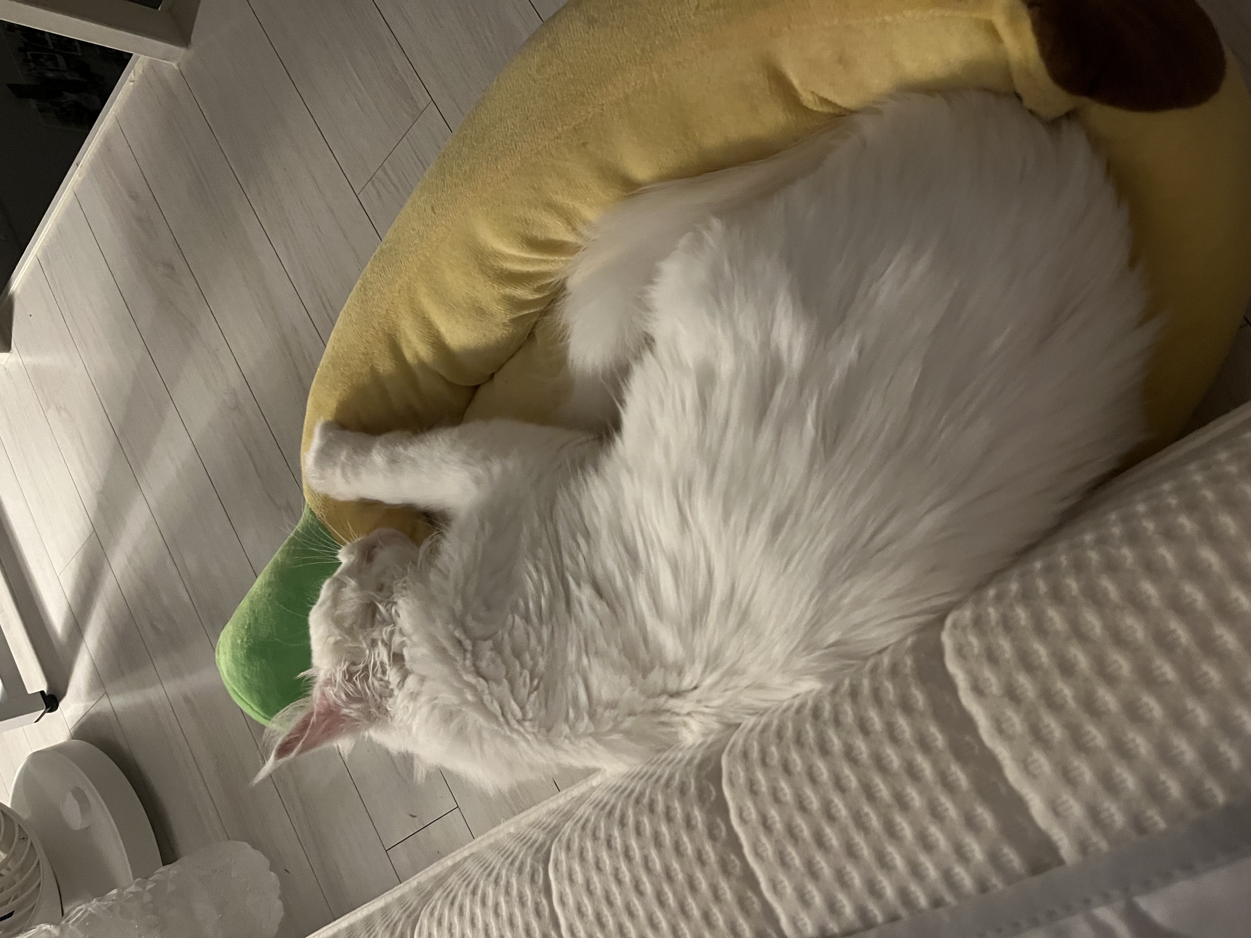 쟈냐 입양 후 3개월