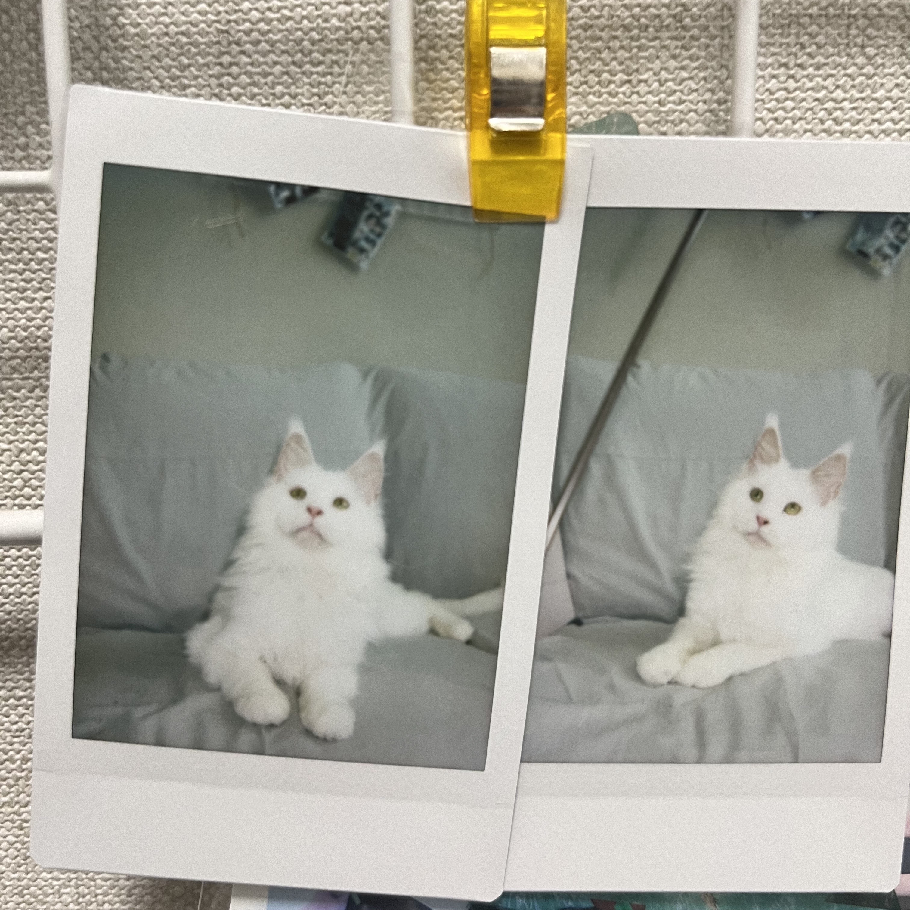 쟈냐 입양 후 3개월