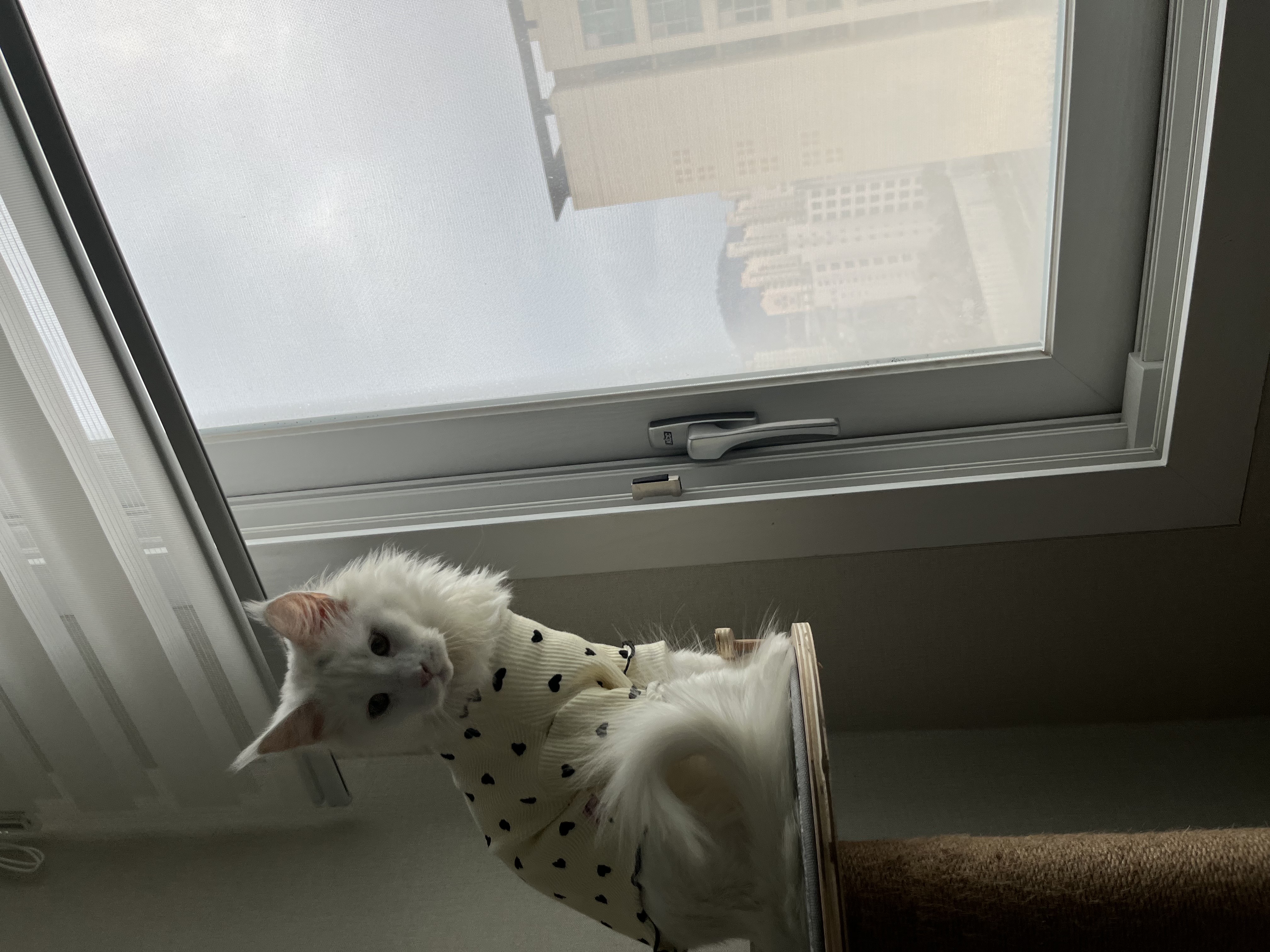 쟈냐 입양 후 3개월