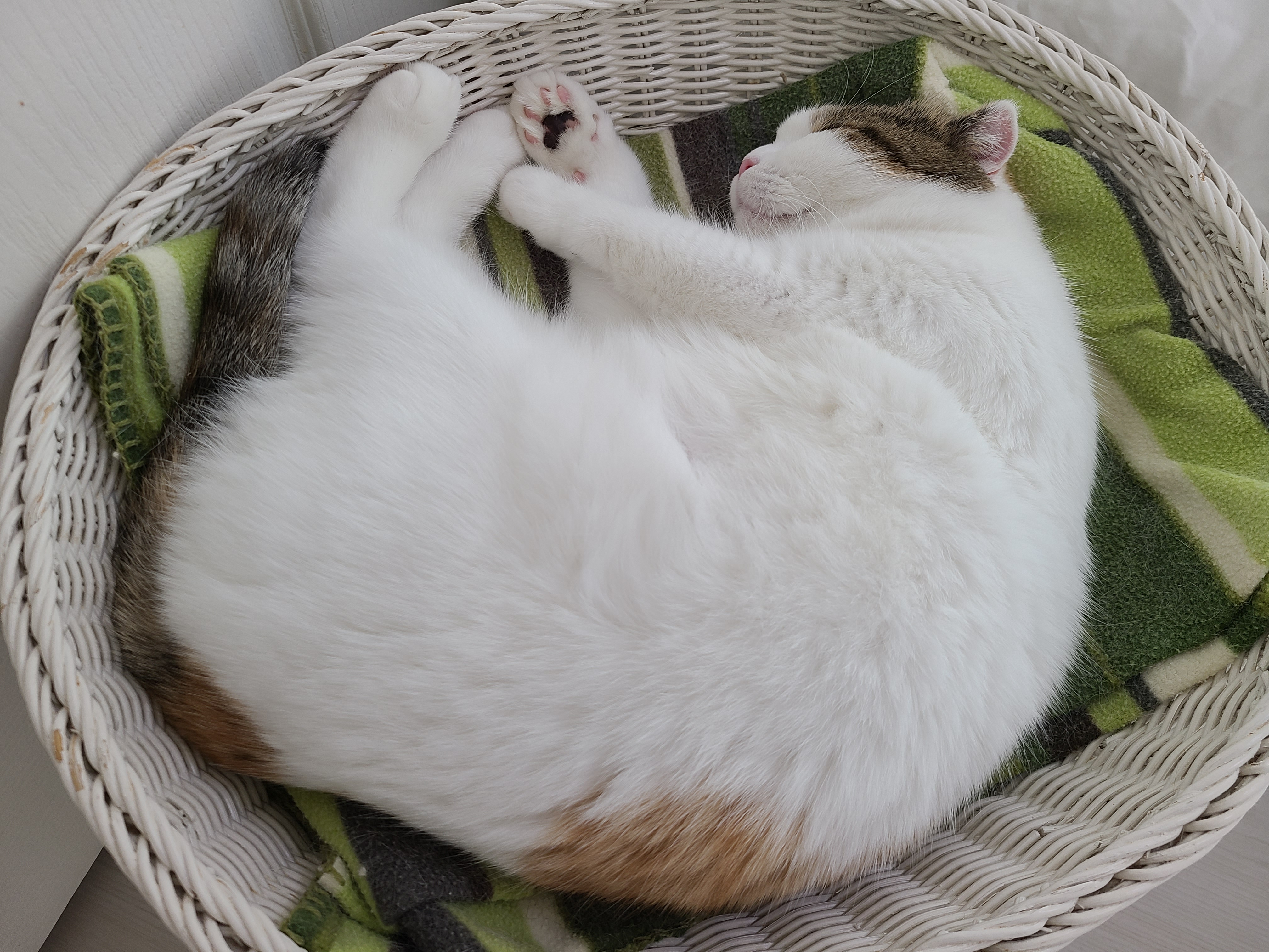 하늬(홍순이) 입양전제 임시보호 한달