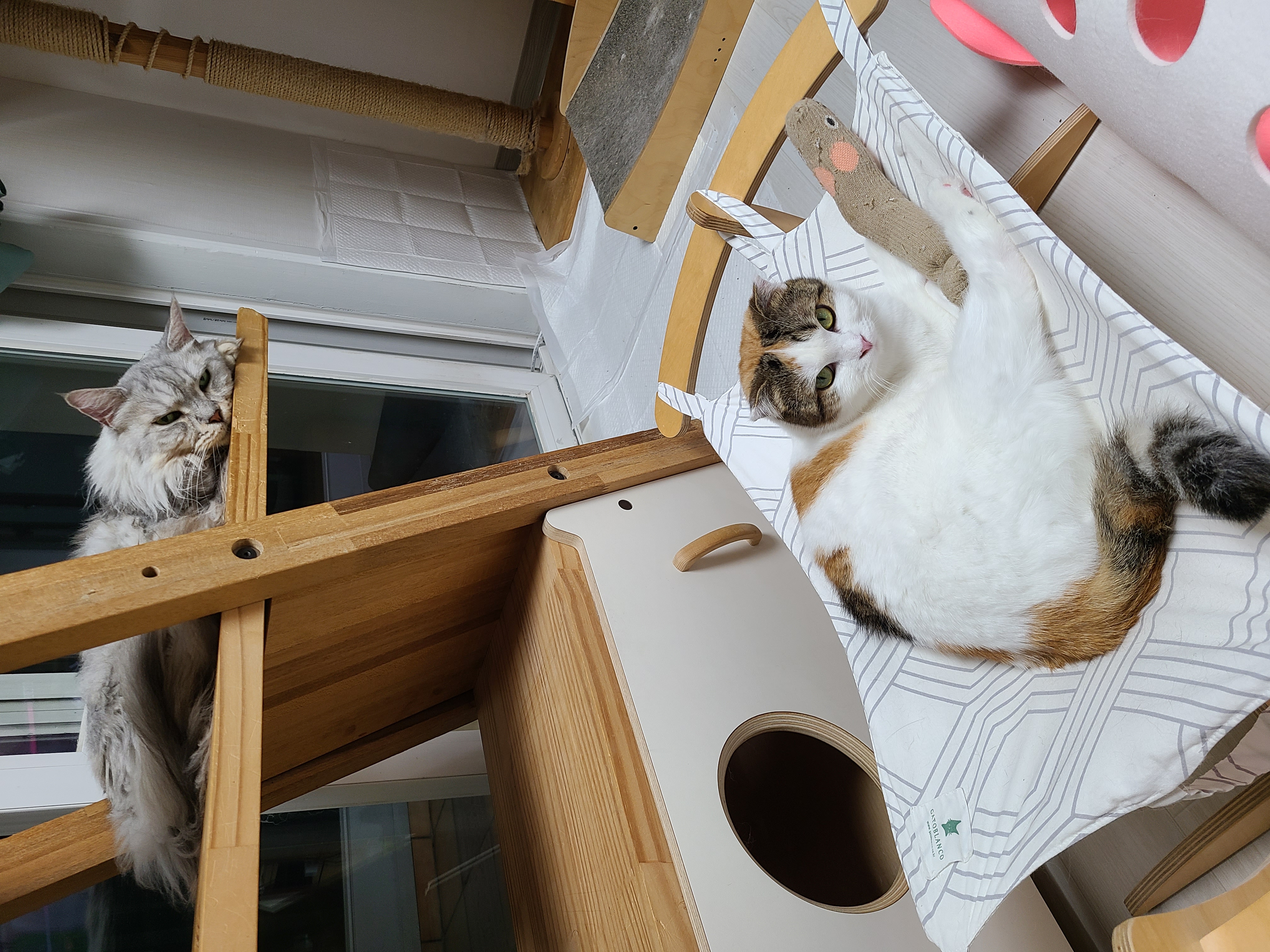 하늬(홍순이) 입양전제 임시보호 한달