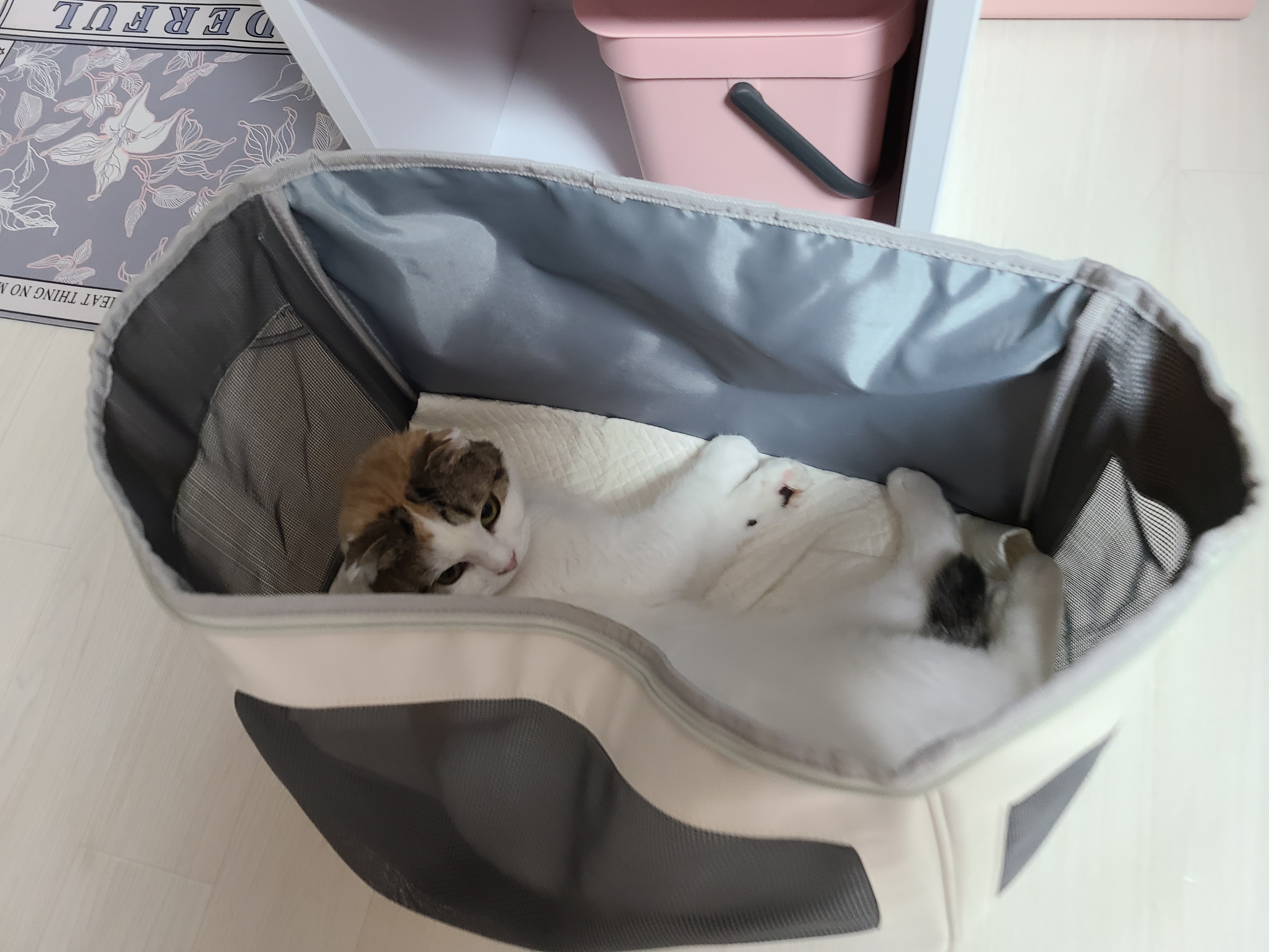 하늬(홍순이) 입양전제 임시보호 한달