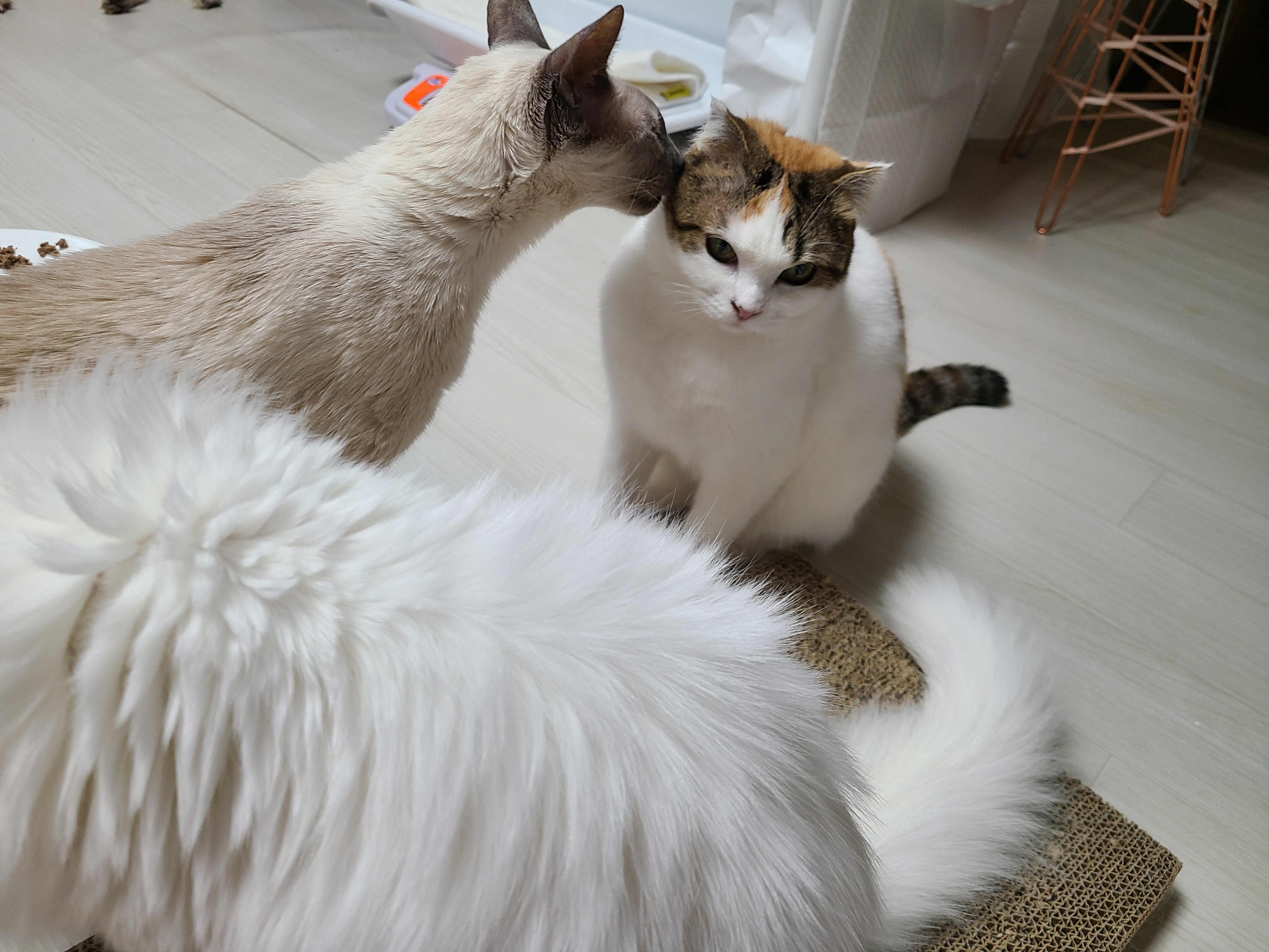 하늬(홍순이) 입양전제 임시보호 한달