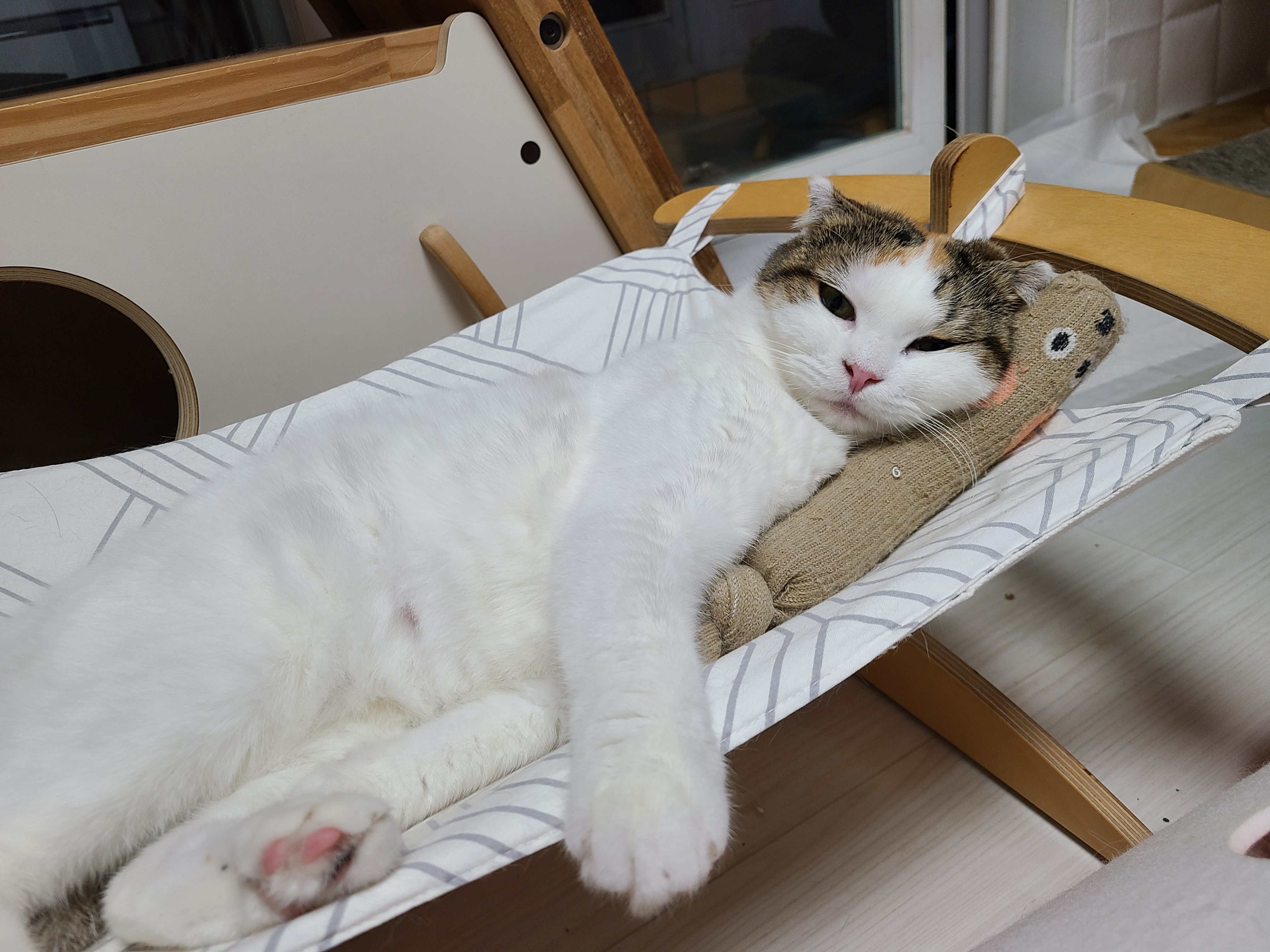 하늬(홍순이) 입양전제 임시보호 한달