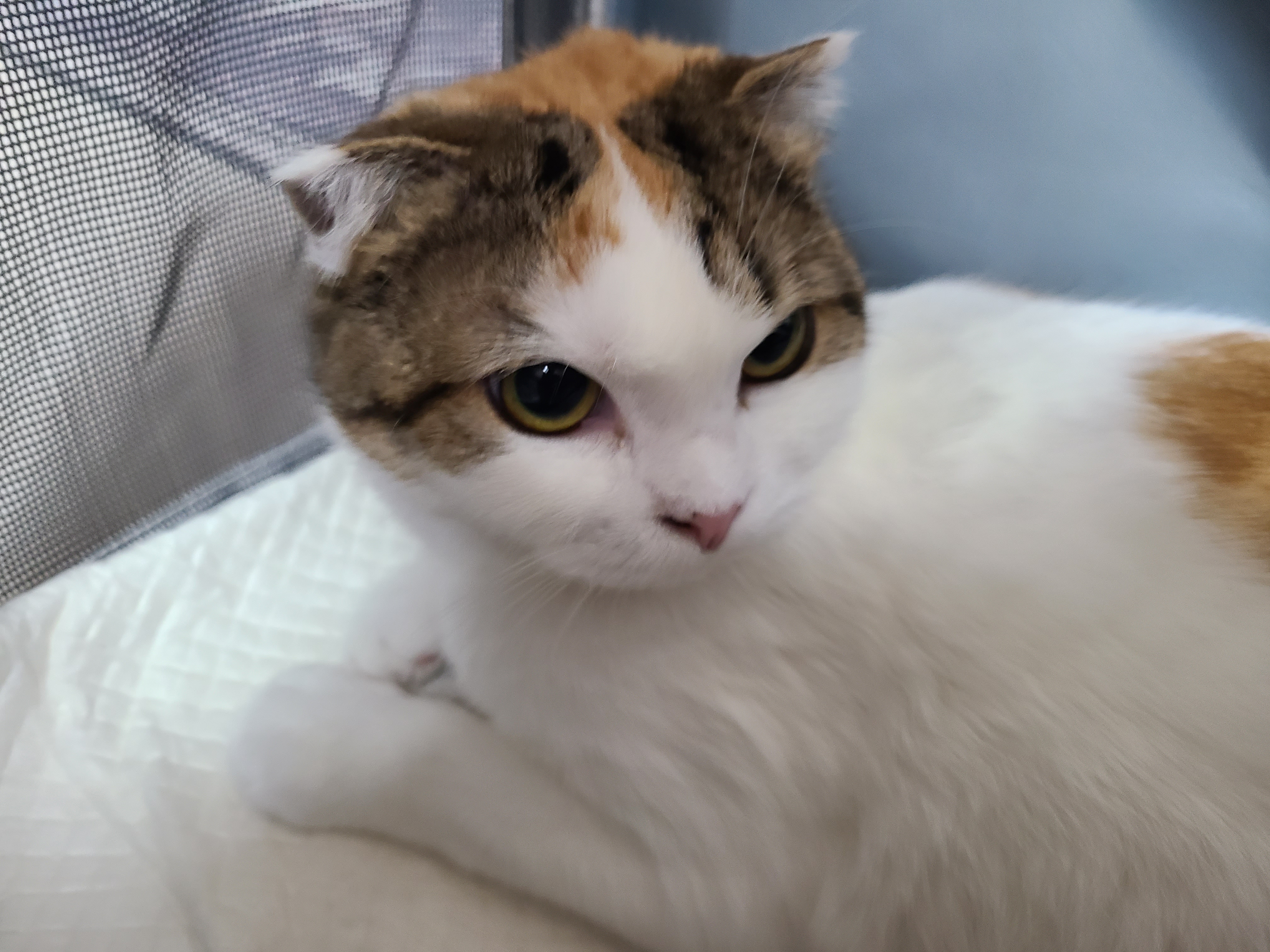 하늬(홍순이) 입양전제 임시보호 한달