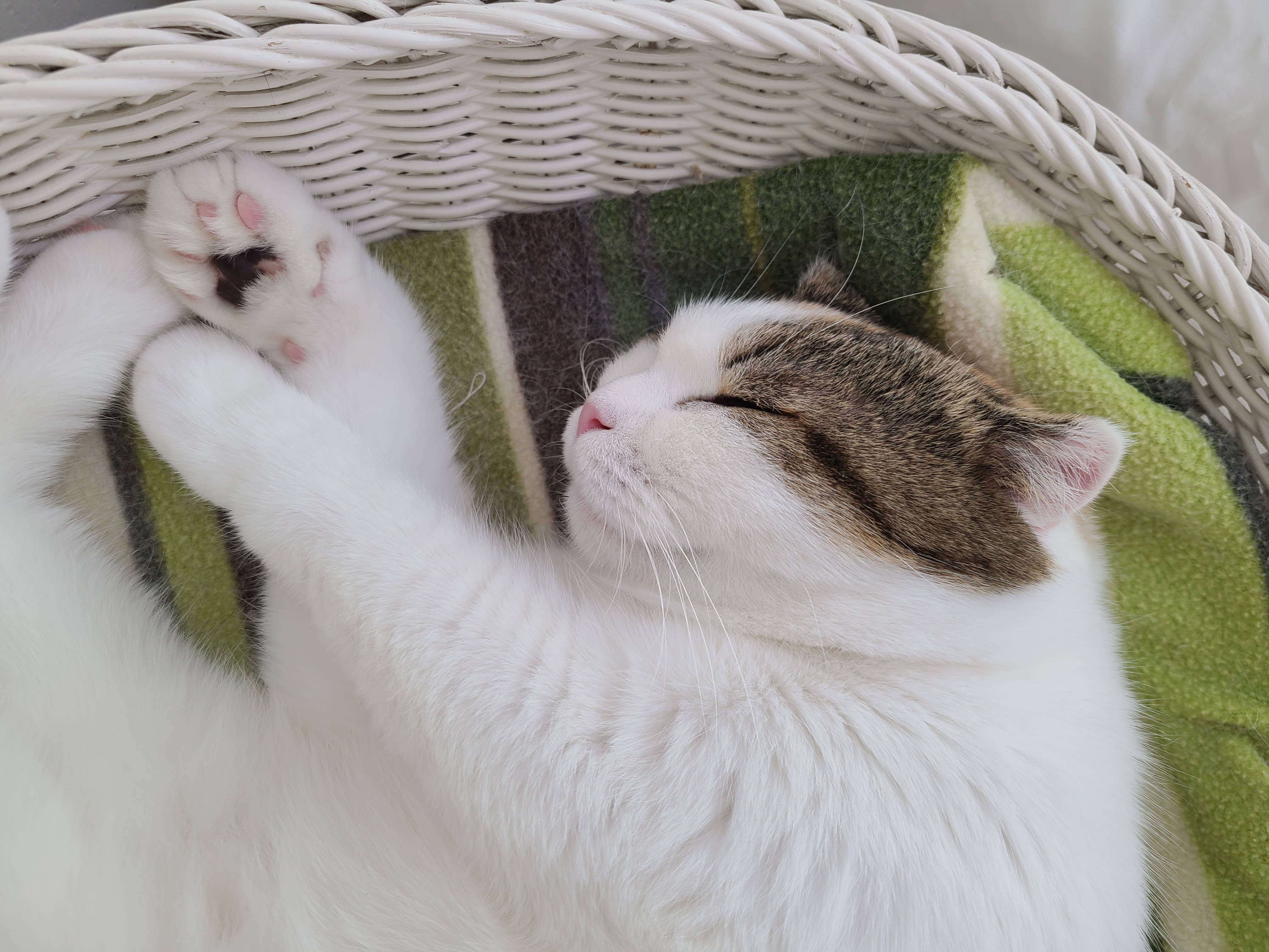 하늬(홍순이) 입양전제 임시보호 한달