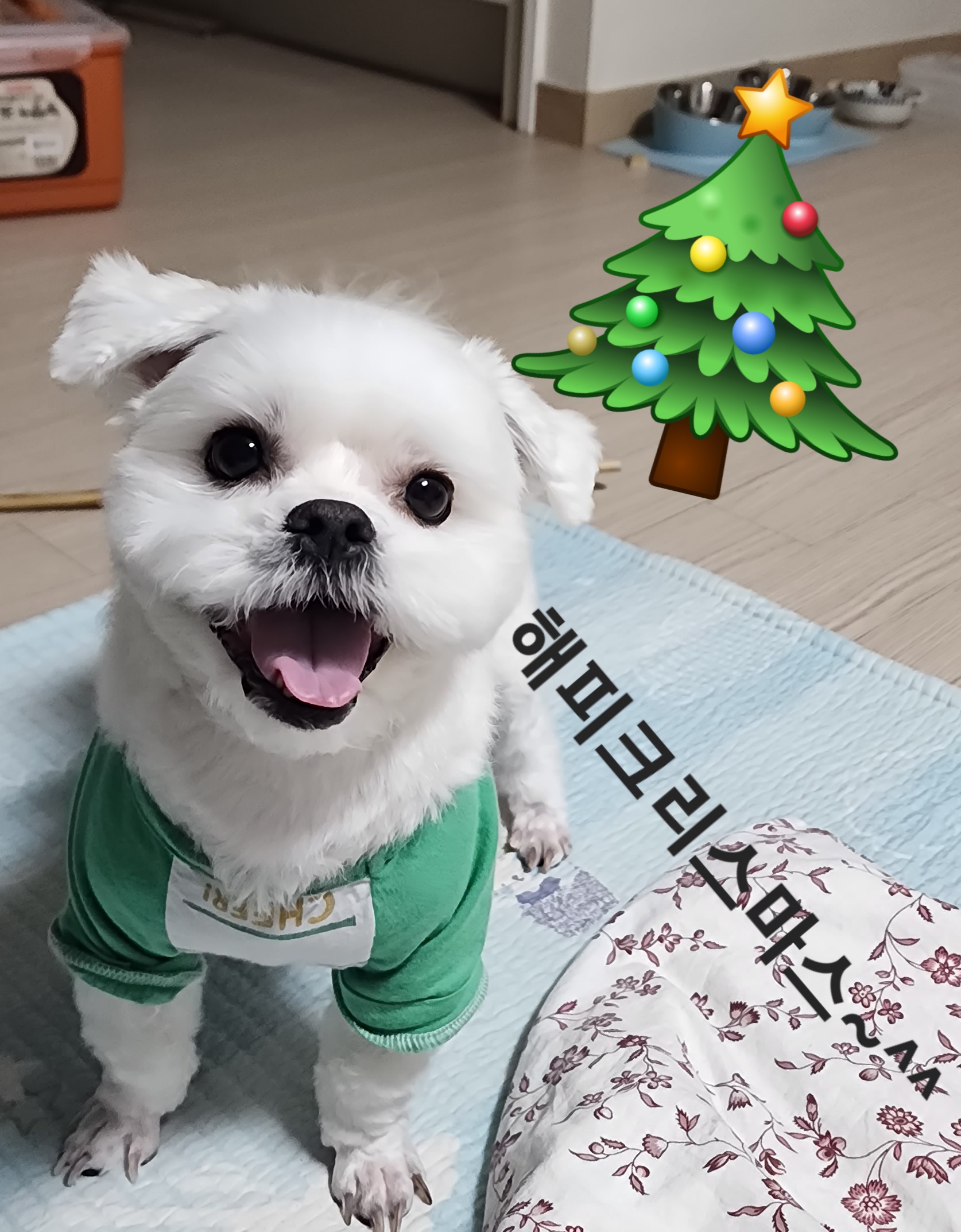 썬(포치)두번째겨울